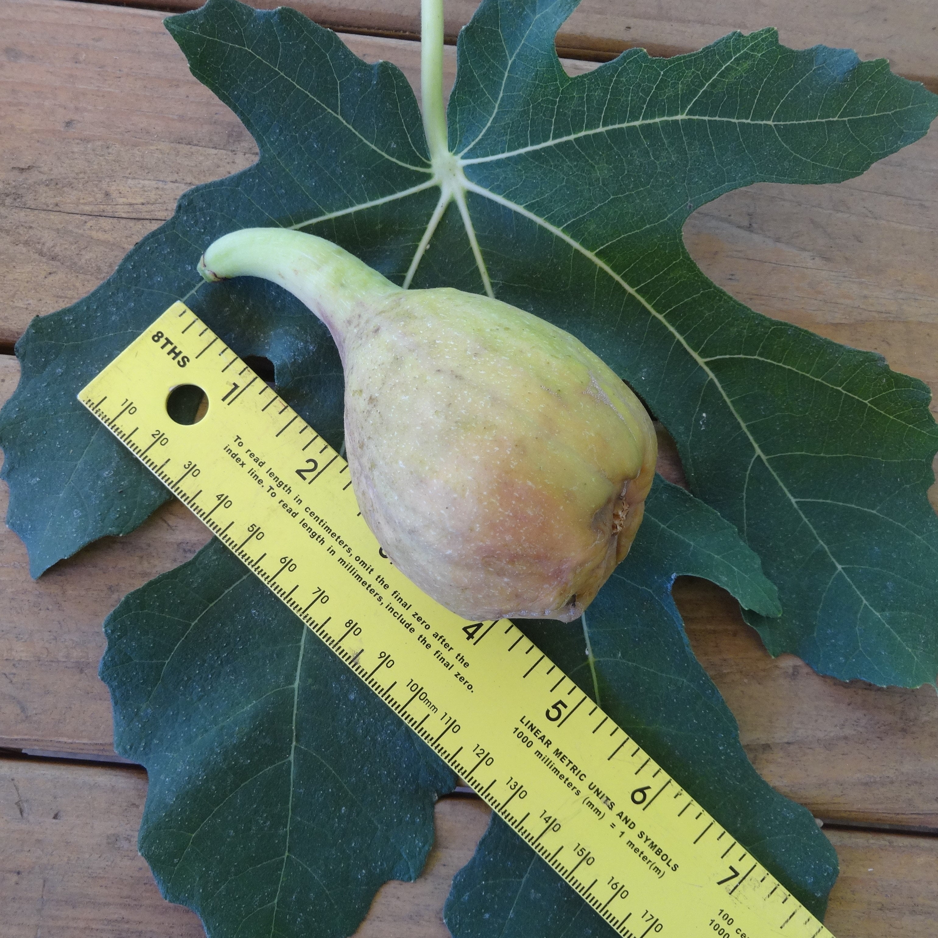 Ficus carica 'Longue d'Août' - Fig Tree | Johann's Garden