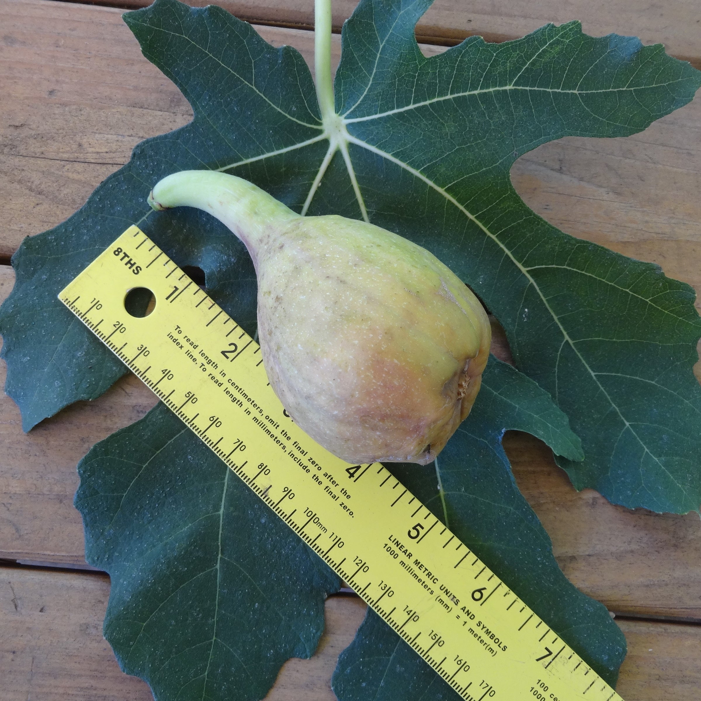 【推定Persistent Capri Fig】TFH C0078 挿木苗 推定Persistent Capri Fig】TFH C0078 挿木苗