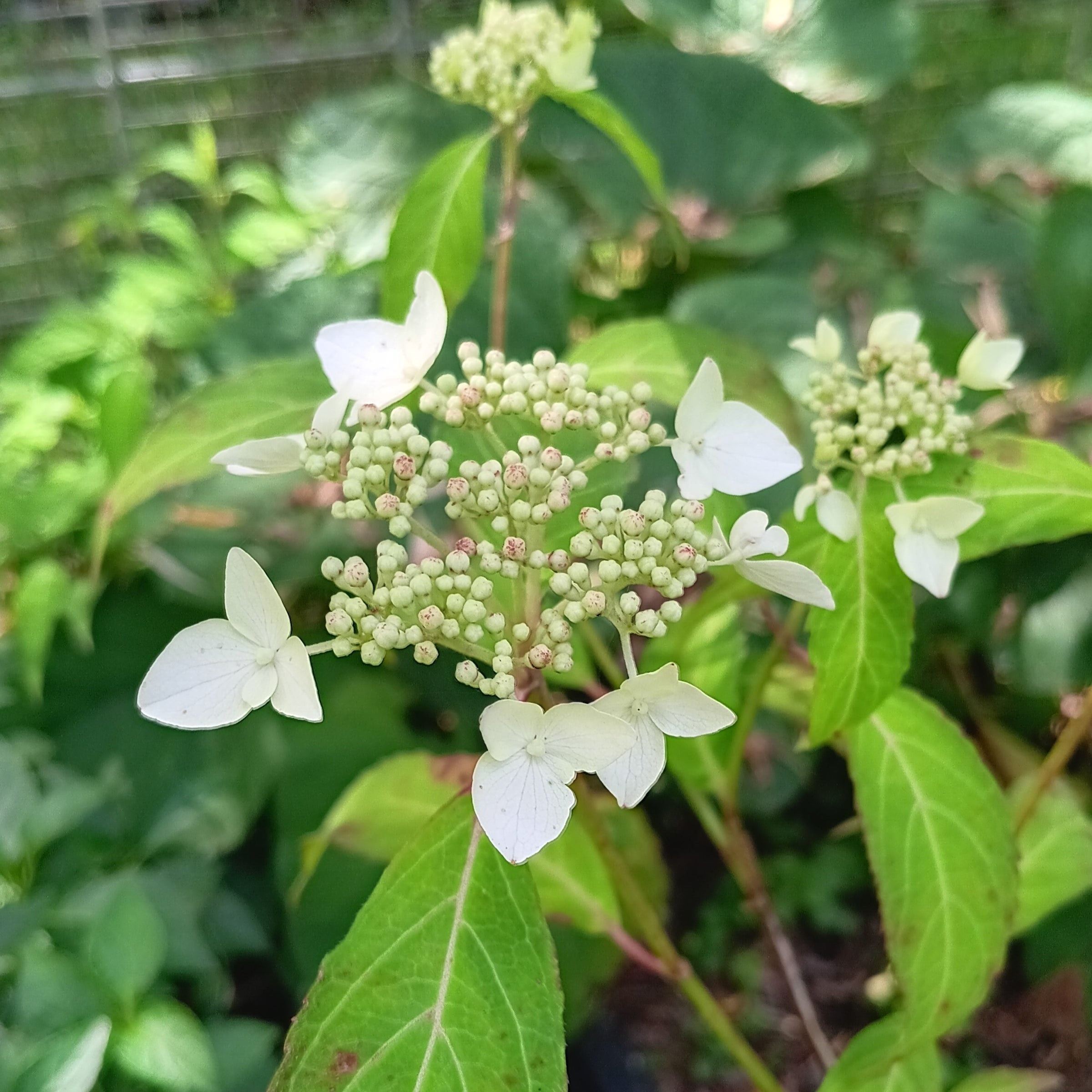 Aromantic様　hydrangea様セット　さぁやさま・:*+ Maraha French Blue Hydrangea Floral & Botanical Gold Frame