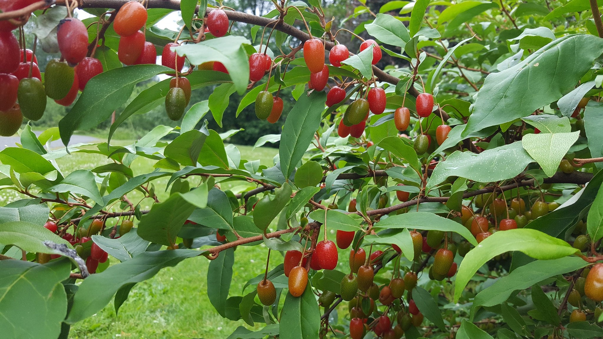 Elaeagnus multiflora 'Pippi' - Goumi Berry, ビックリグミ, 뜰보리수
