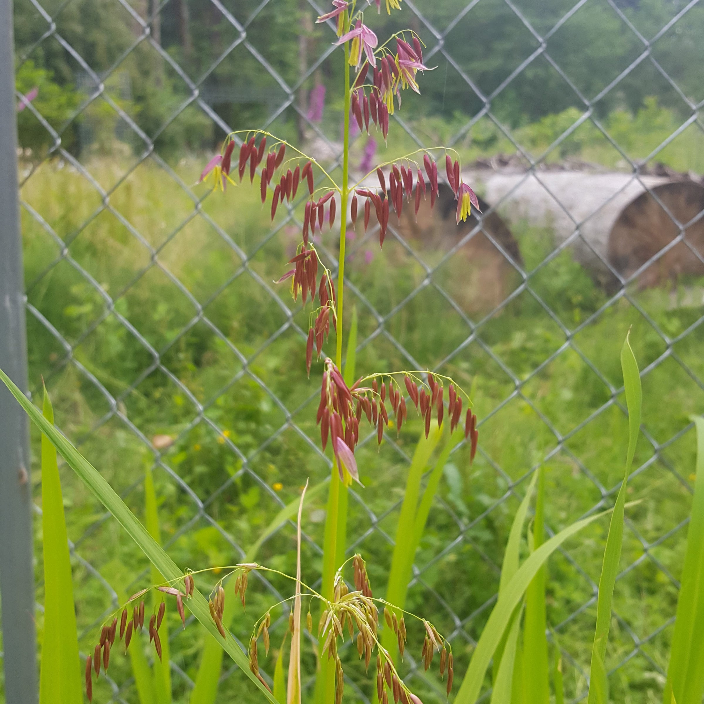 wild rice plant images