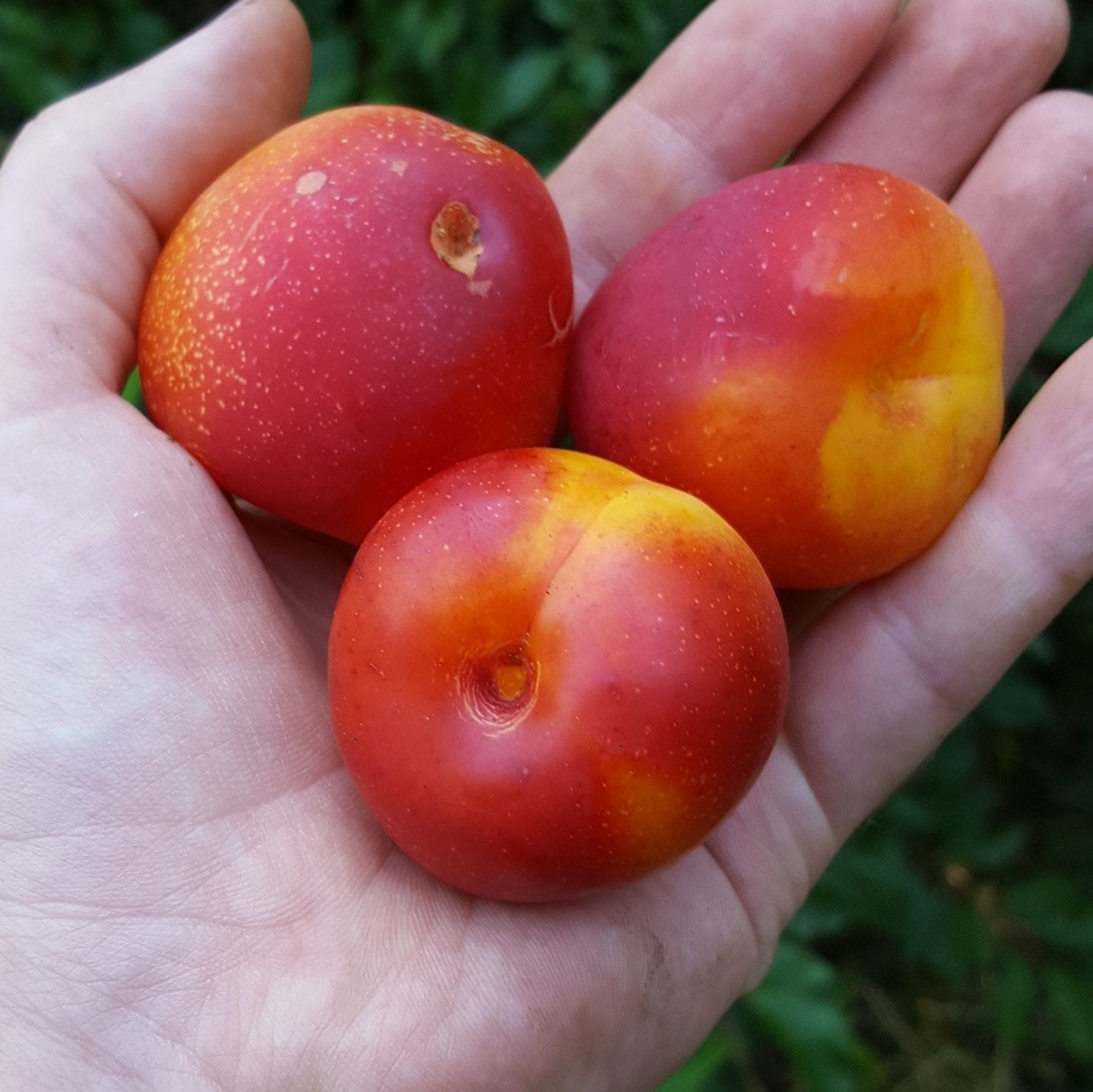 果樹 marudoraJin ao fen Golden  Side 果樹 marudoraJin ao fen Golden Side Yellow Dragon Fruit