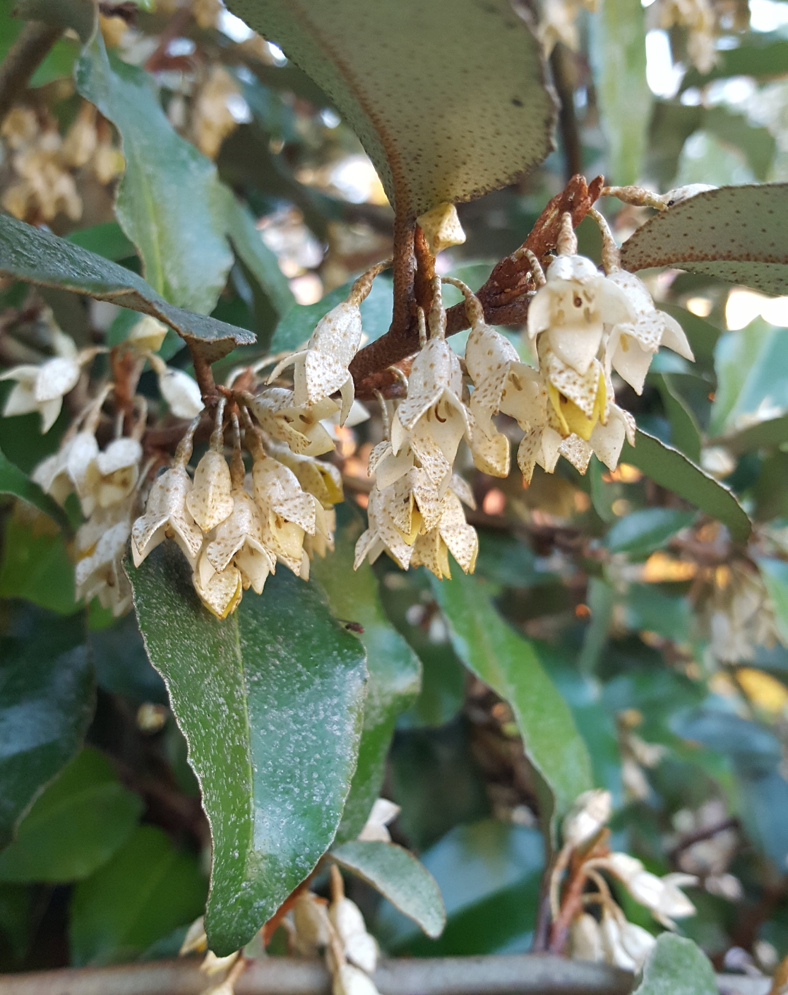 Elaeagnus glabra 'Fruitlandii' - Fruitland Silverberry, 蔓胡颓子