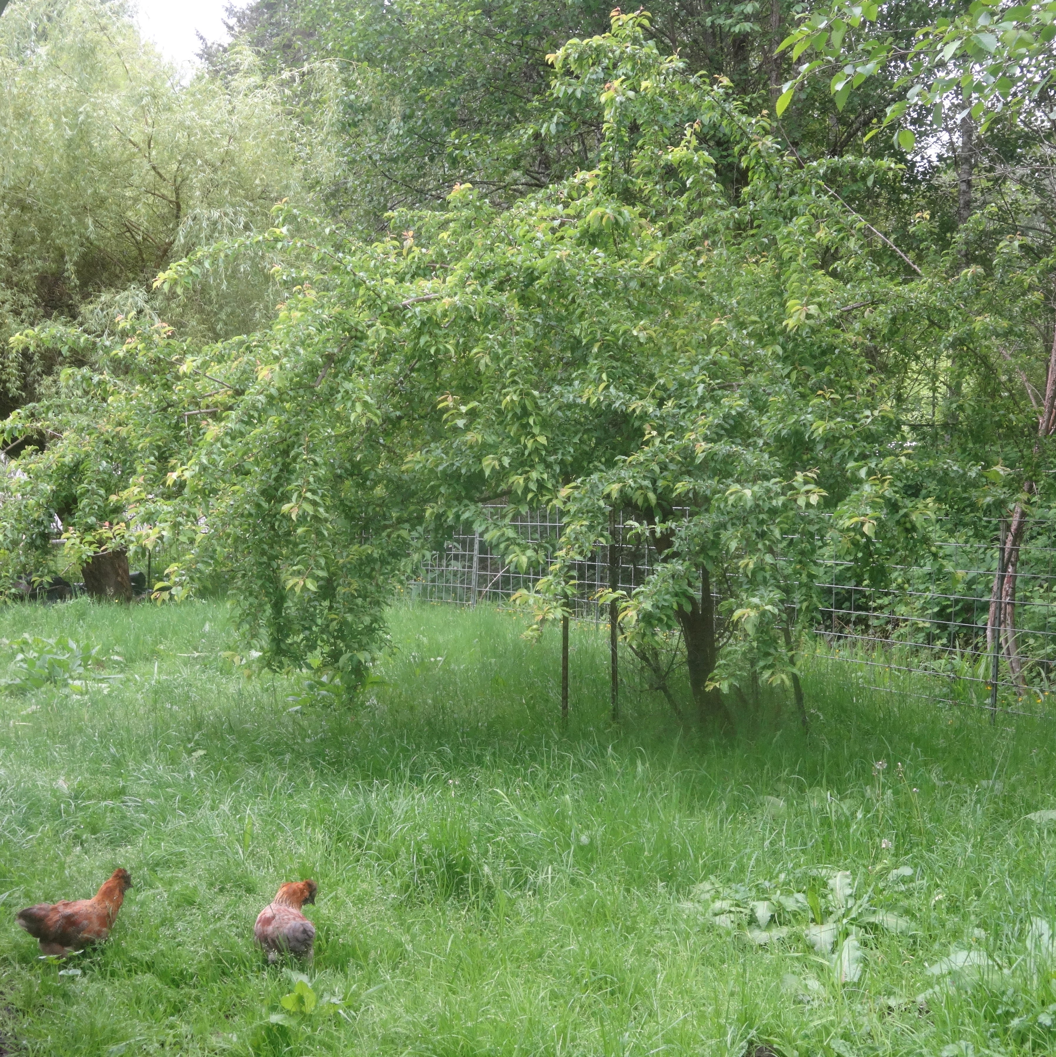 Prunus salicina 'Early Golden' - Japanese Plum (own-root