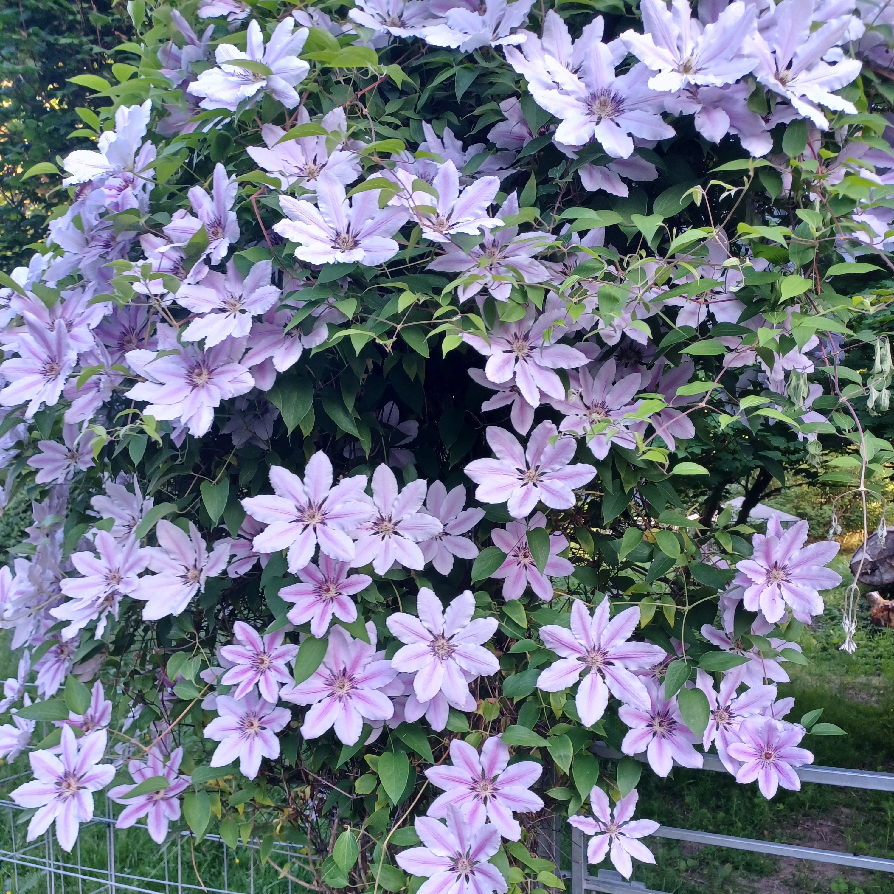 Clematis × 'Nelly Moser' - Large Flowered Clematis (Two-tone Pink
