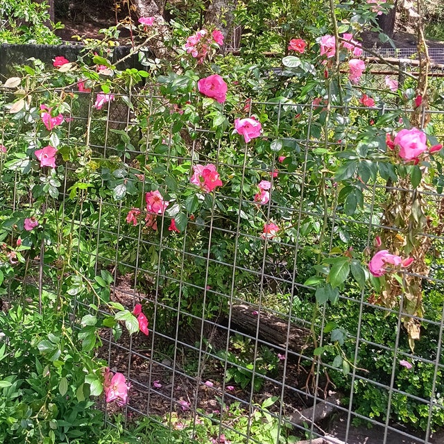 Shop All Plants & Supplies | Johann's Garden - A Specialty Plant