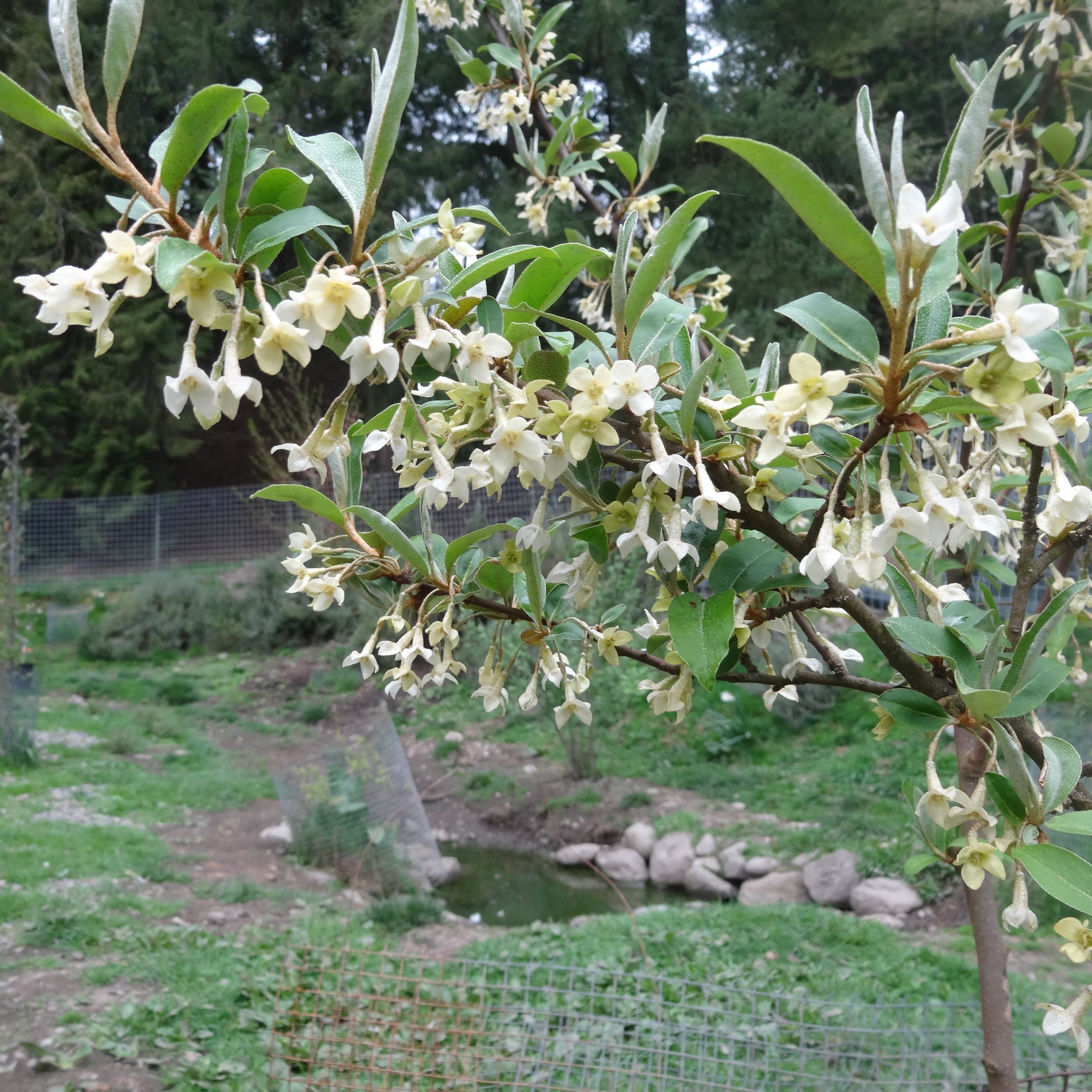 Elaeagnus multiflora 'Carmine' - Goumi Berry, ビックリグミ, 뜰