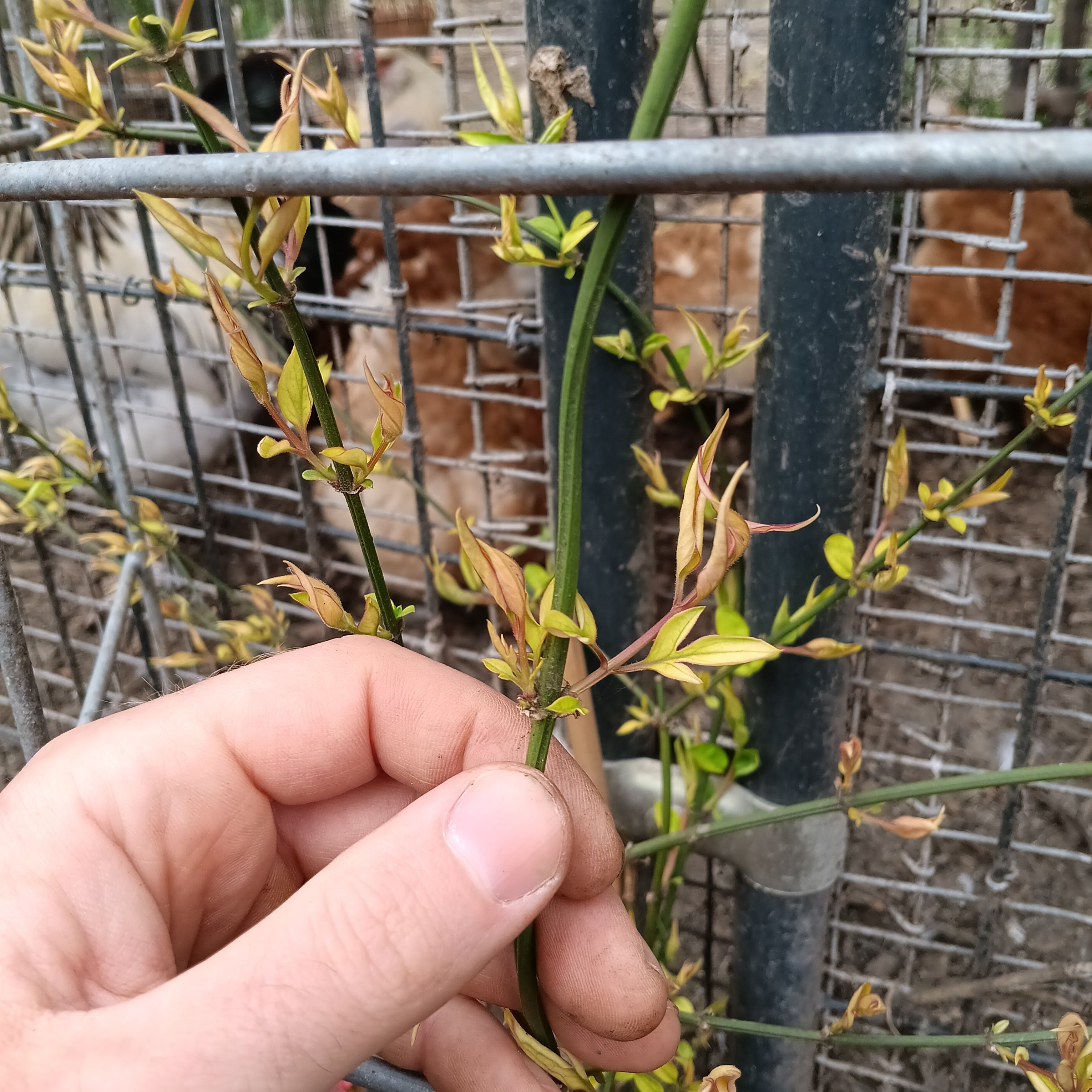Jasminum ×stephanense - Pink Jasmine | Johann's Garden - A