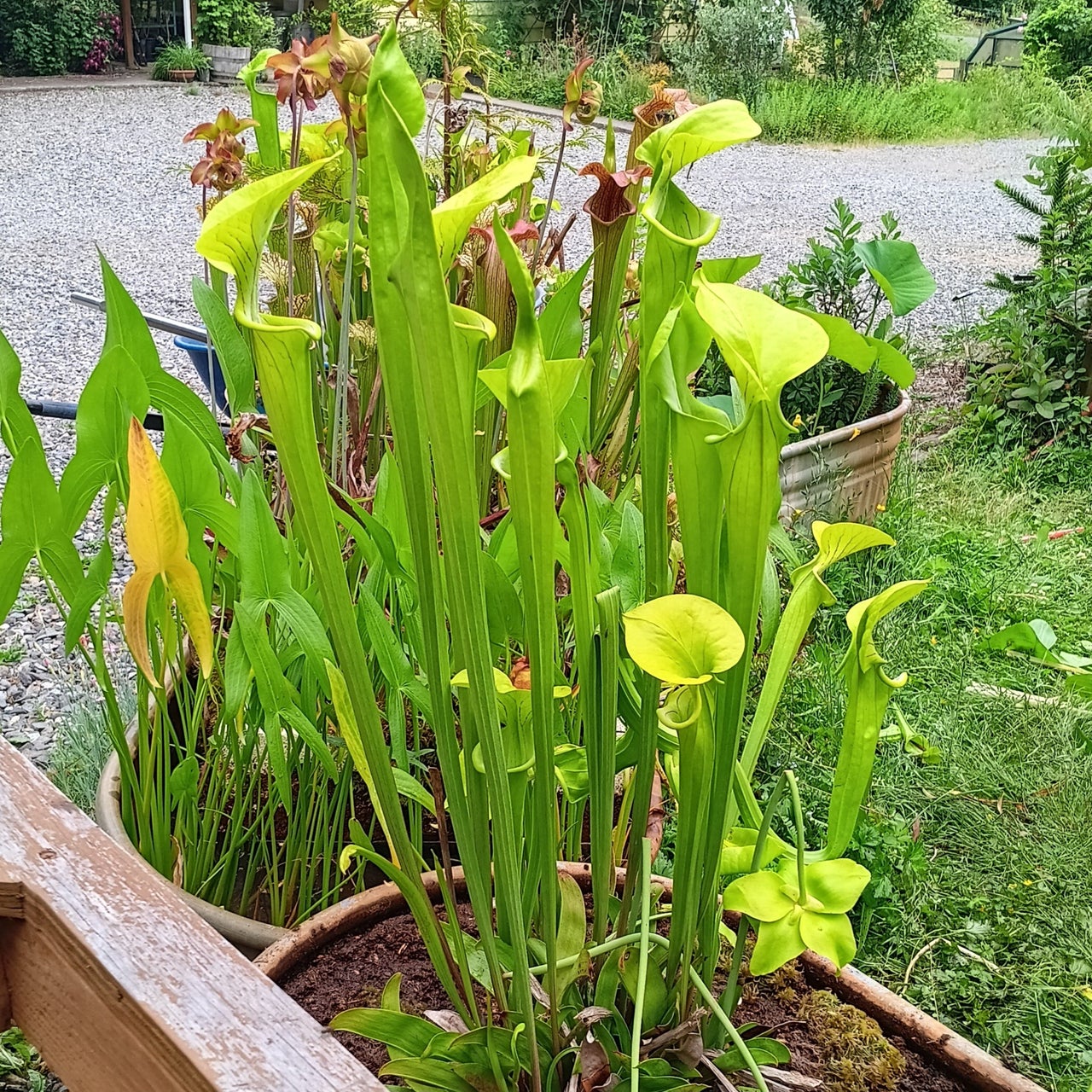 Shop All Plants & Supplies | Johann's Garden - A Specialty Plant