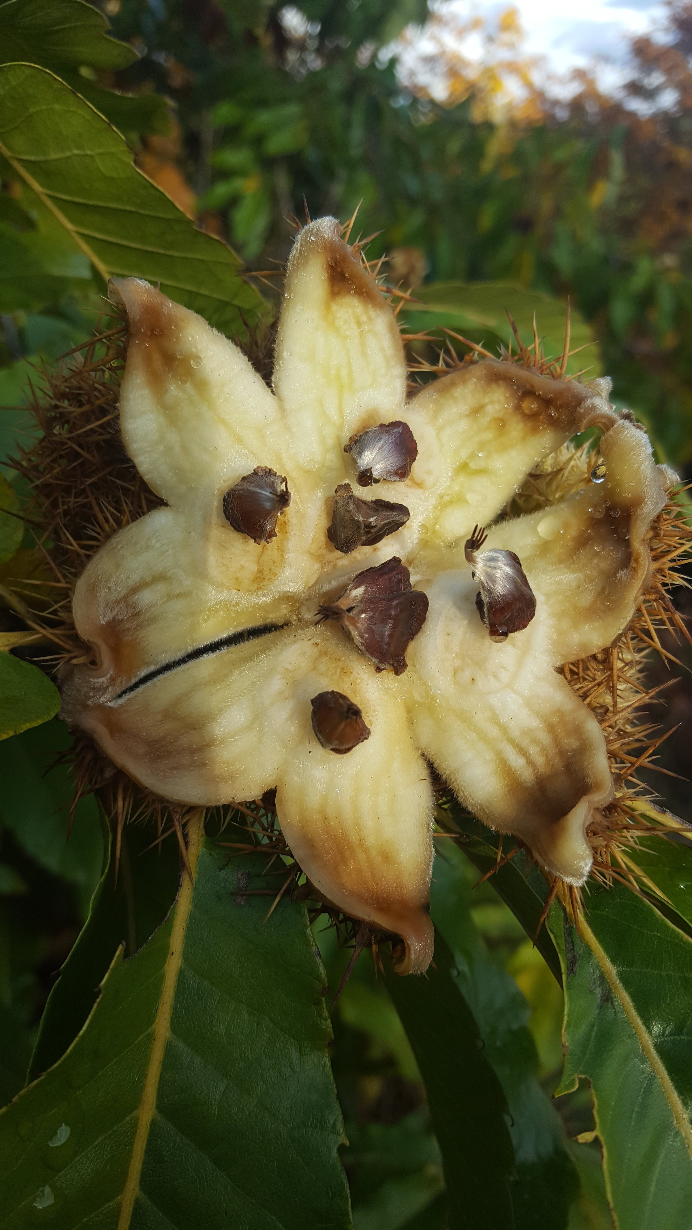 Castanea  'Kent Dwarf' seedlings - Dwarf Chestnut Tree, Pequeo Castao  Hbrido | Johann's Garden - A Specialty Plant Nursery