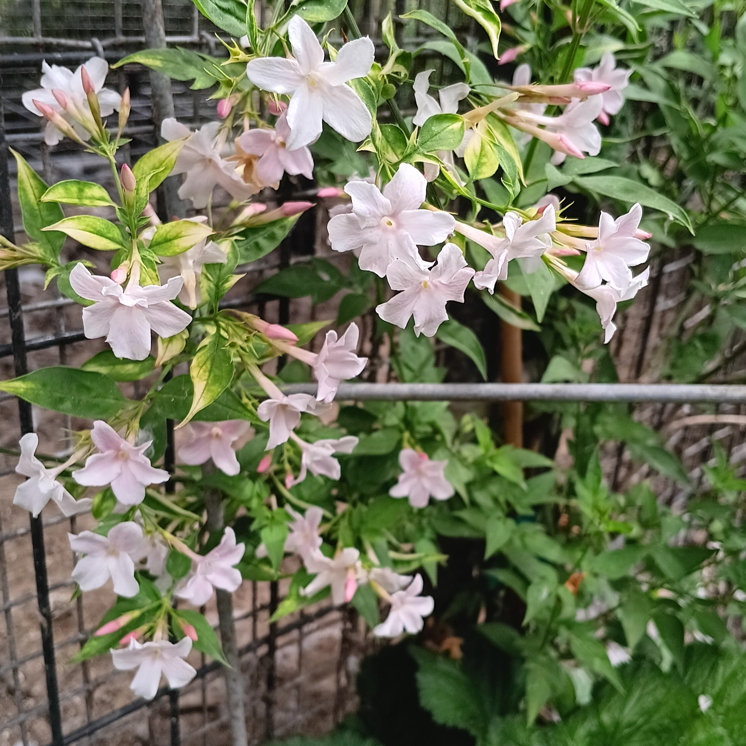 0904-06 jasmin専用 Jasminum ×stephanense - Pink Jasmine | Johann's Garden - A