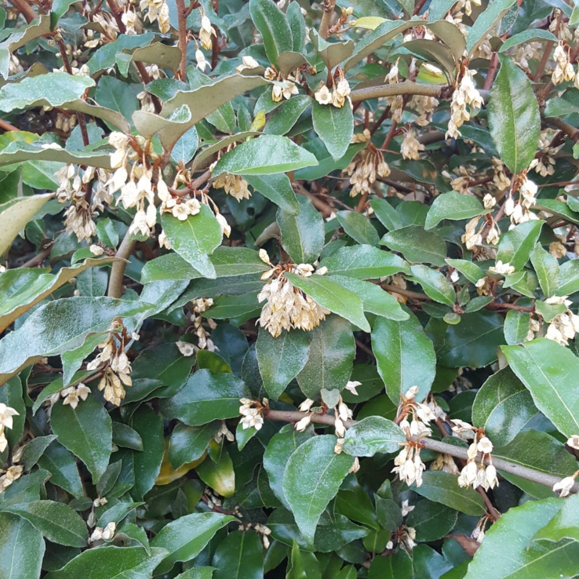 Elaeagnus glabra 'Fruitlandii' - Fruitland Silverberry, 蔓胡颓子