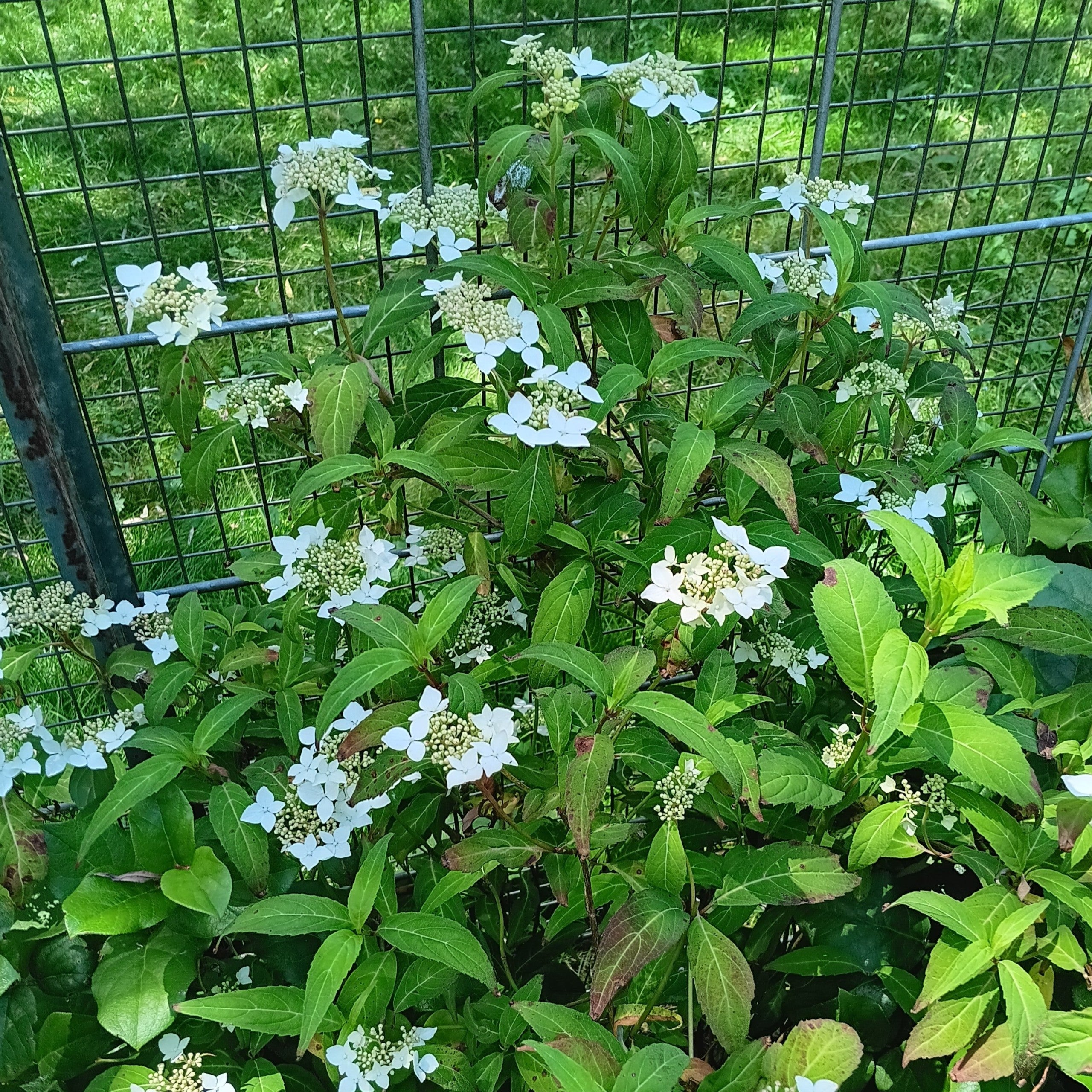 Hydrangea serrata var. angustata 'Amagi Amacha' - Mountain