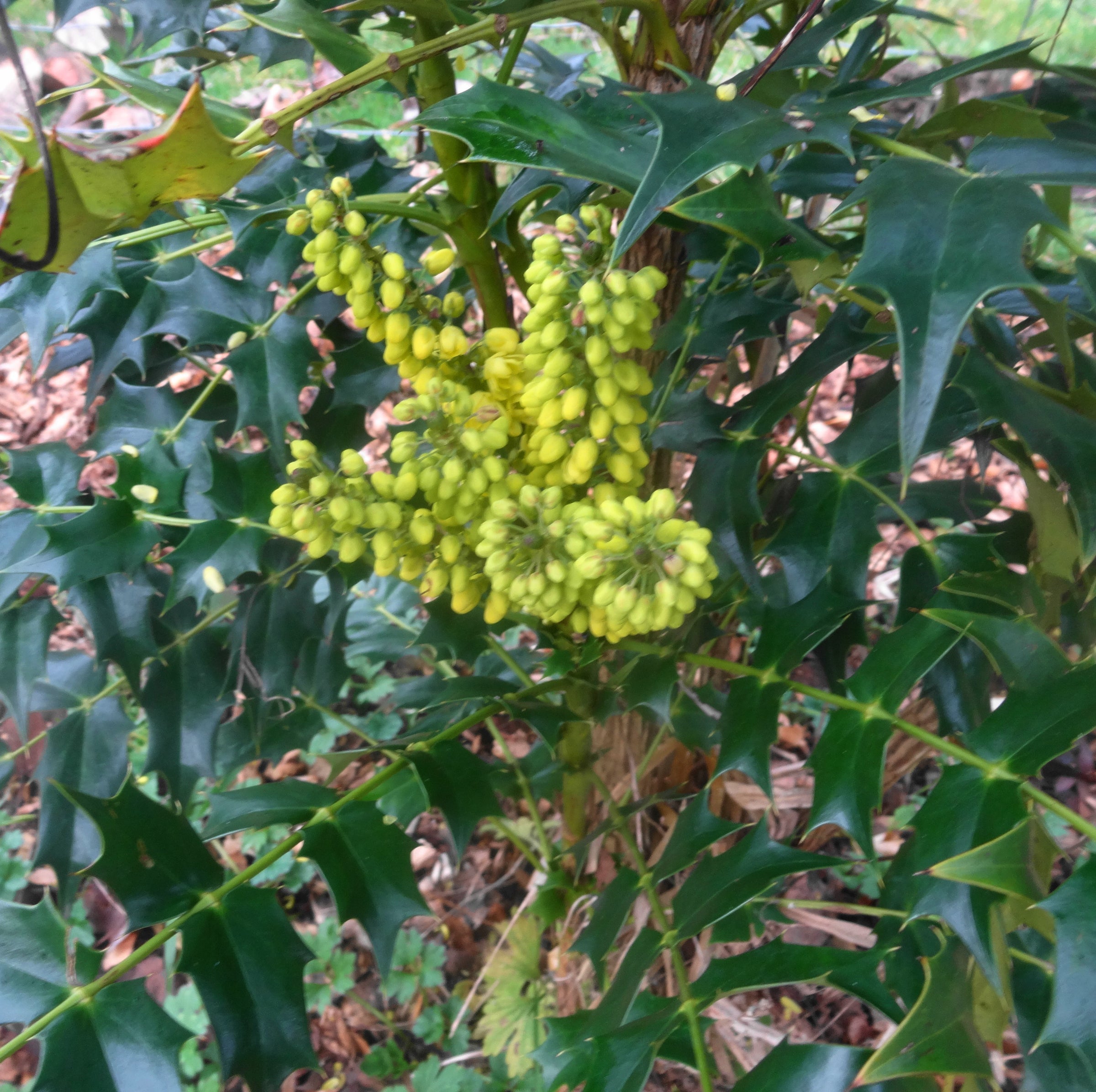 sumac plant 30 FLAMELEAF SUMAC TREE Shining Dwarf Winged Rhus Schmaltzia Copallina   The Pepper Pantry