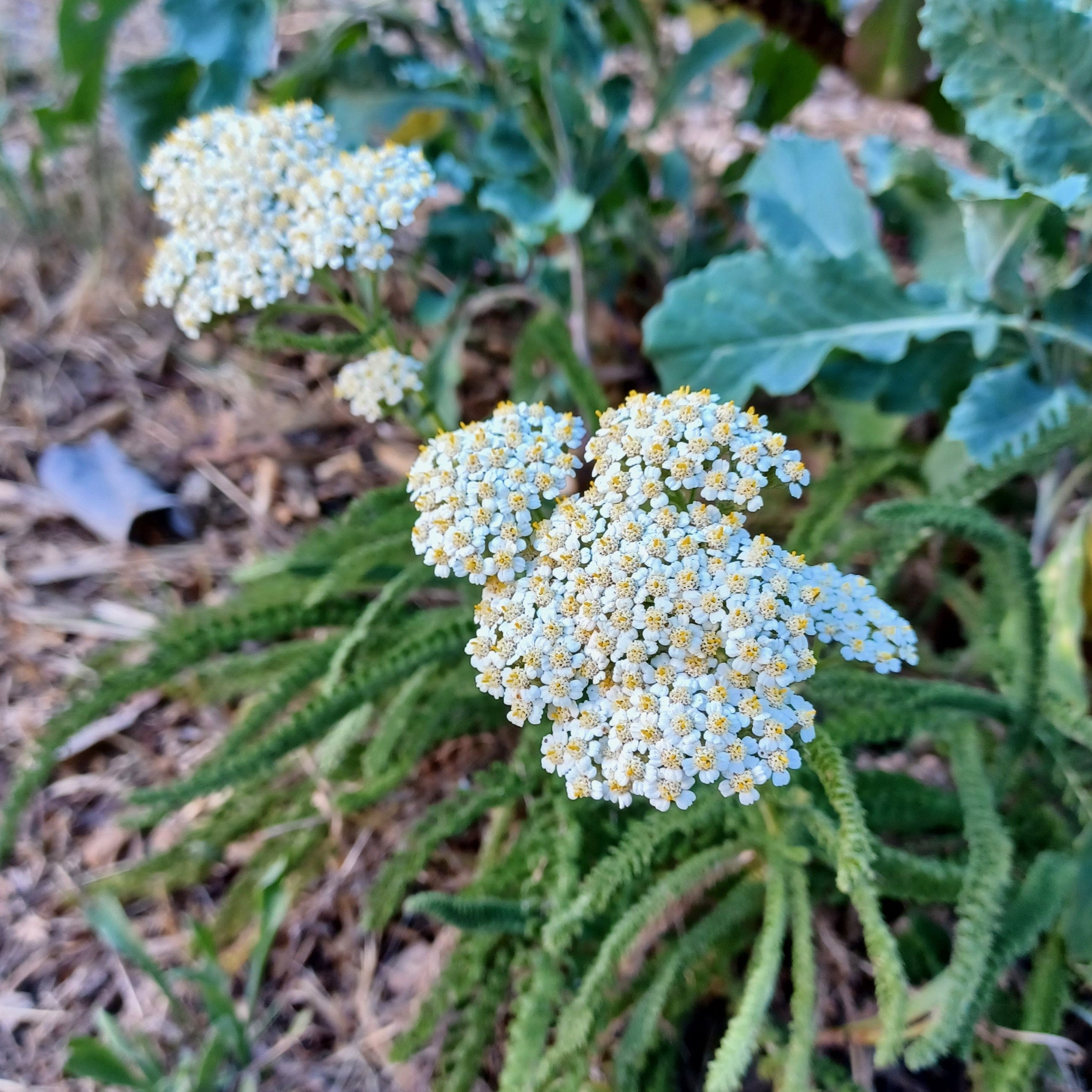 Achillea millefolium 'Sonoma Coast' - Compact Yarrow | Johann's