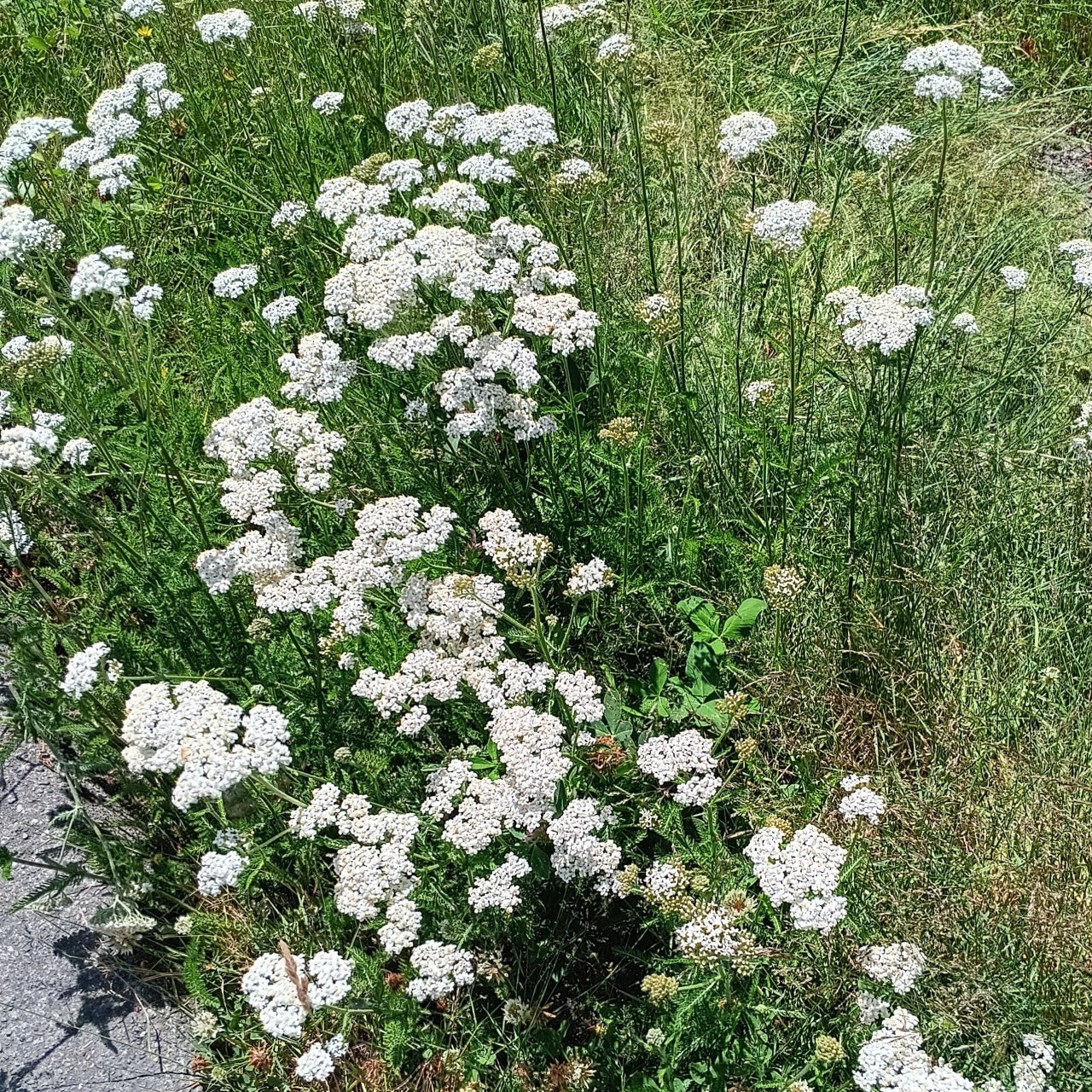 Shop All Plants & Supplies | Johann's Garden - A Specialty Plant