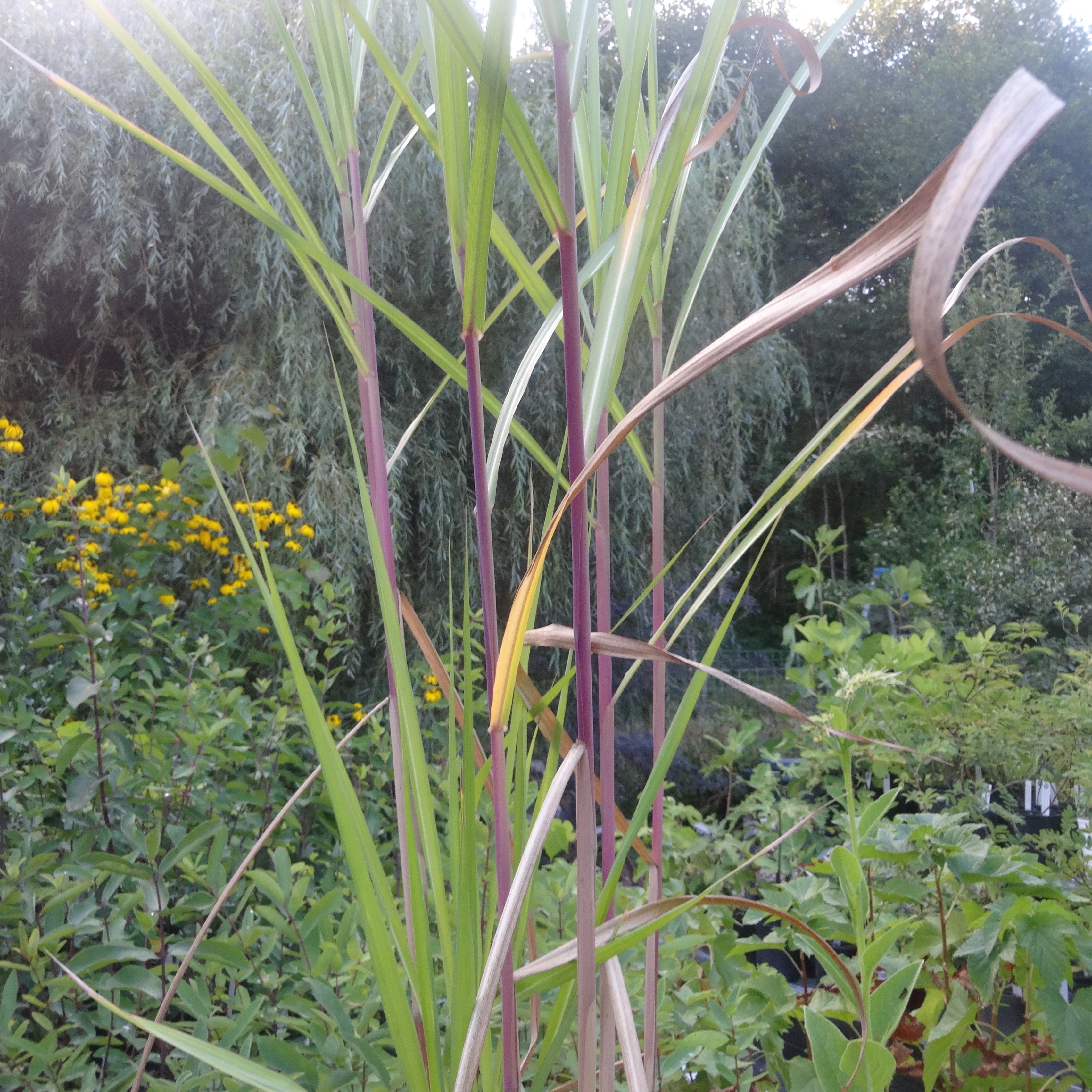 Miscanthus Giganteus Giant Miscanthus Johann S Garden A