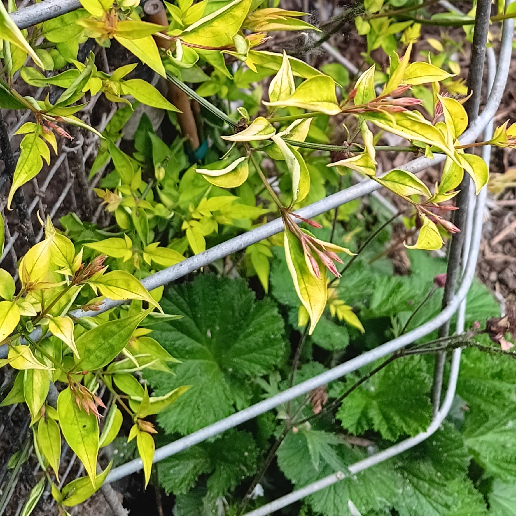 Jasminum ×stephanense - Pink Jasmine | Johann's Garden - A