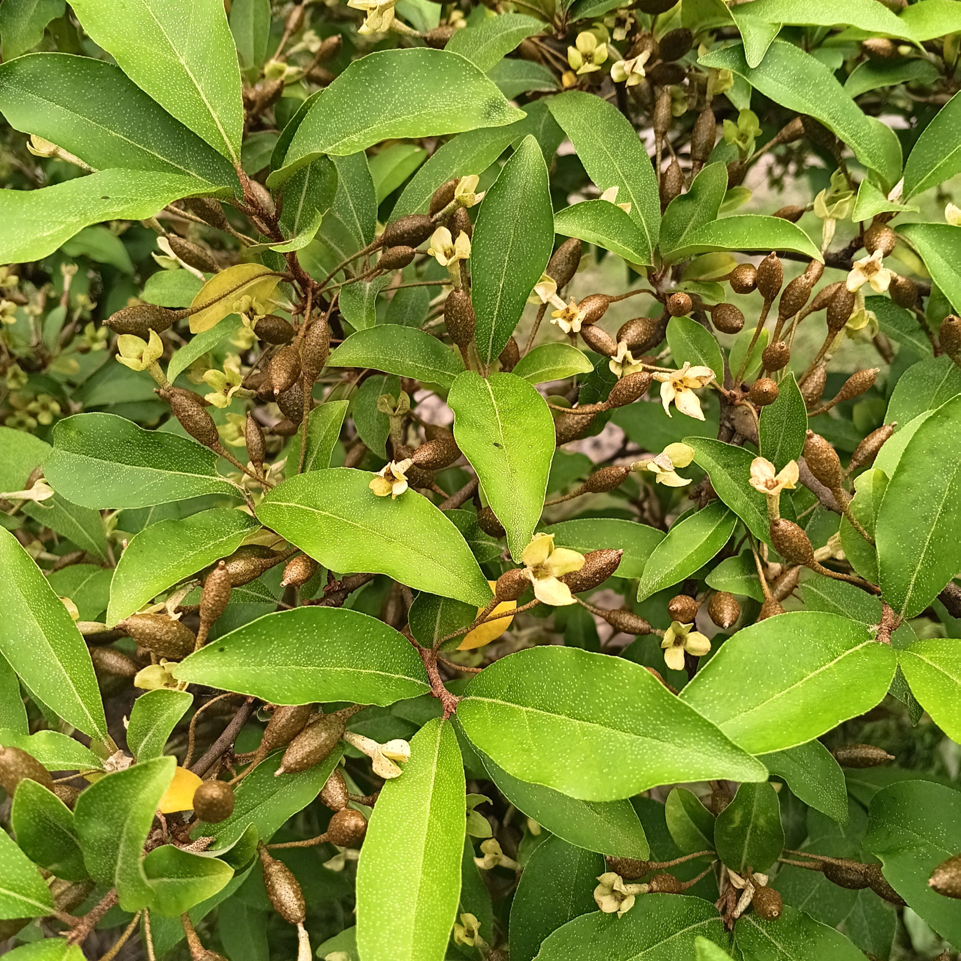 Elaeagnus multiflora 'Carmine' - Goumi Berry, ビックリグミ, 뜰