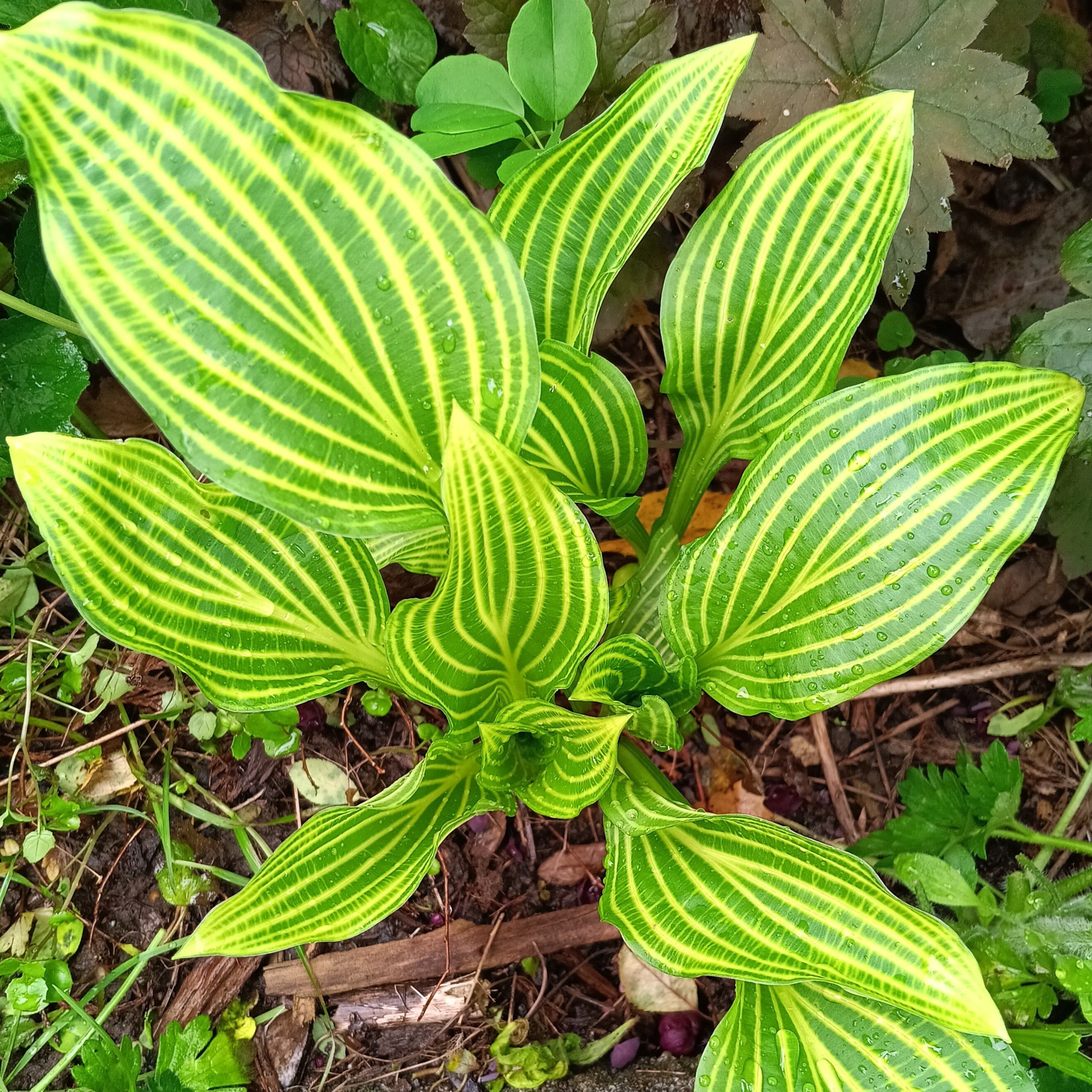 Hosta sieboldii 'Mito-No-Hana' - 