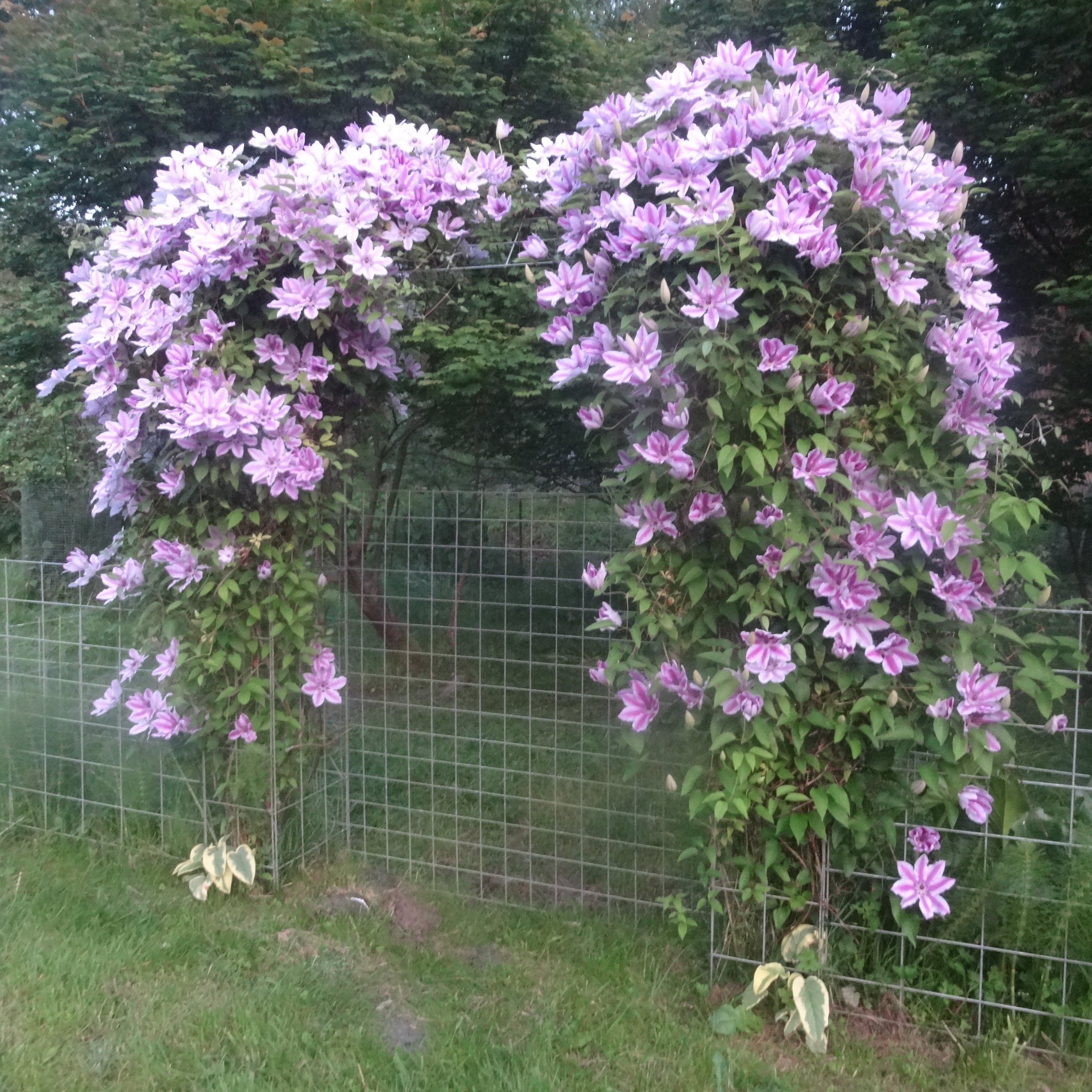 Clematis × 'Nelly Moser' - Large Flowered Clematis (Two-tone Pink