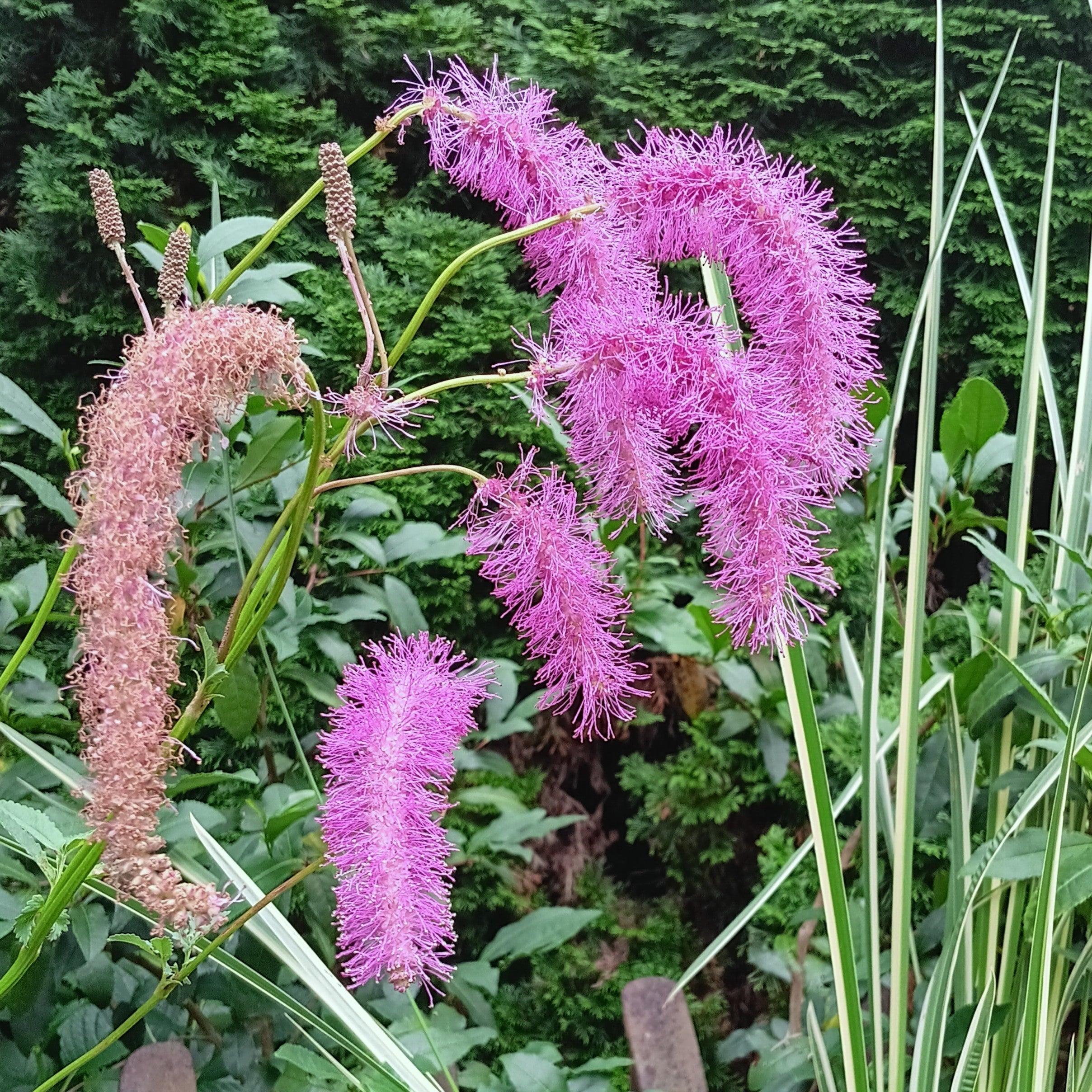Sanguisorba hakusanensis 'Lilac Squirrel' - Mountain Burnet