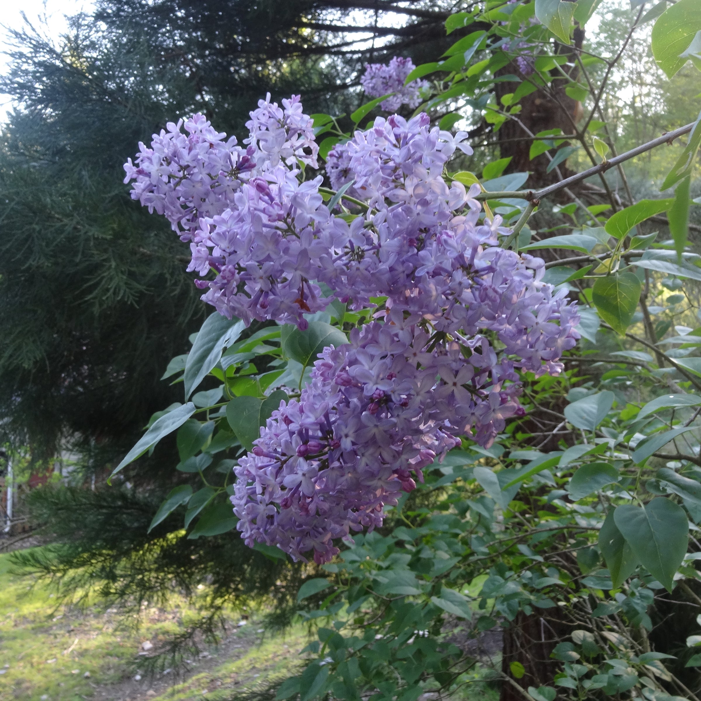 Syringa vulgaris - Classic Lilac | Johann's Garden - A Specialty Plant  Nursery