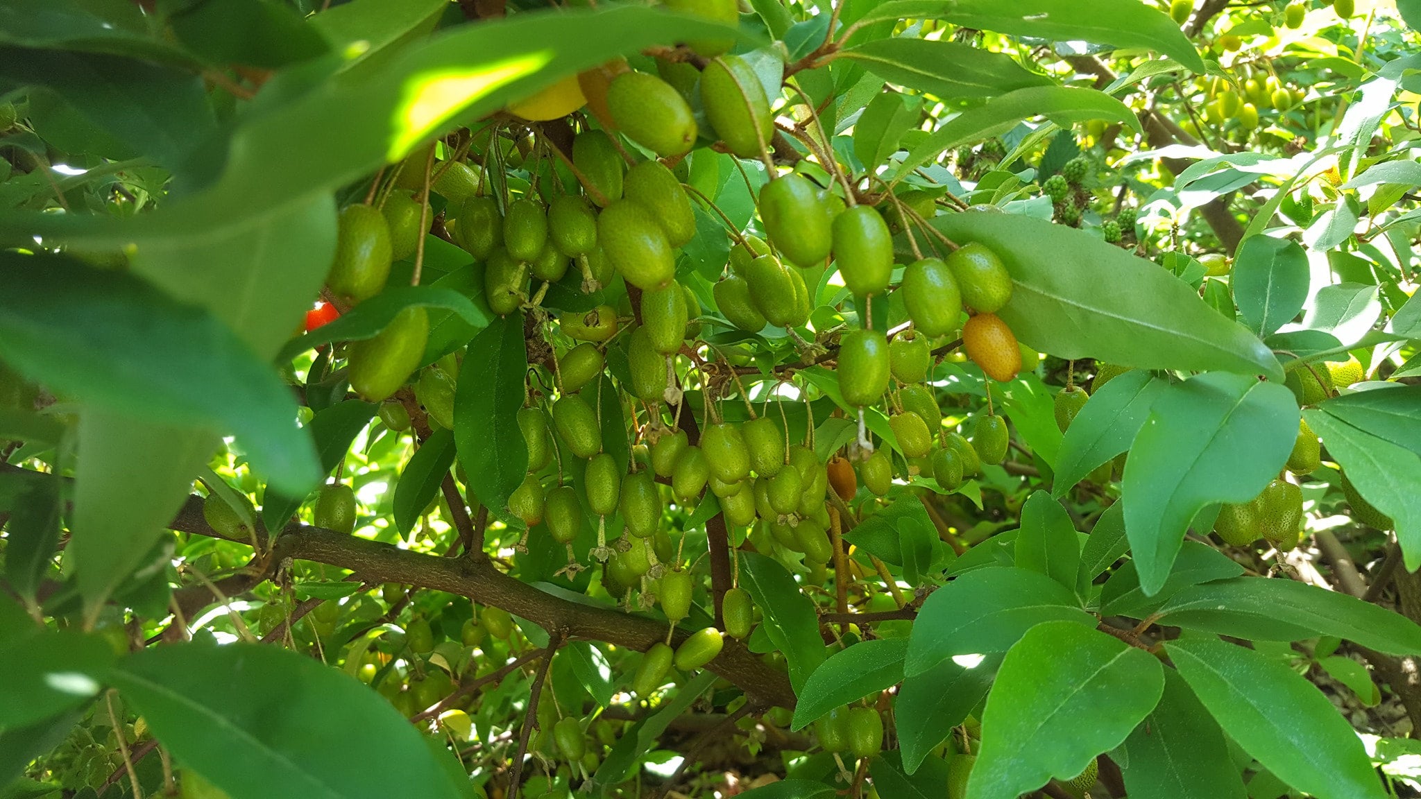 Elaeagnus multiflora 'Pippi' - Goumi Berry, ビックリグミ, 뜰보리수