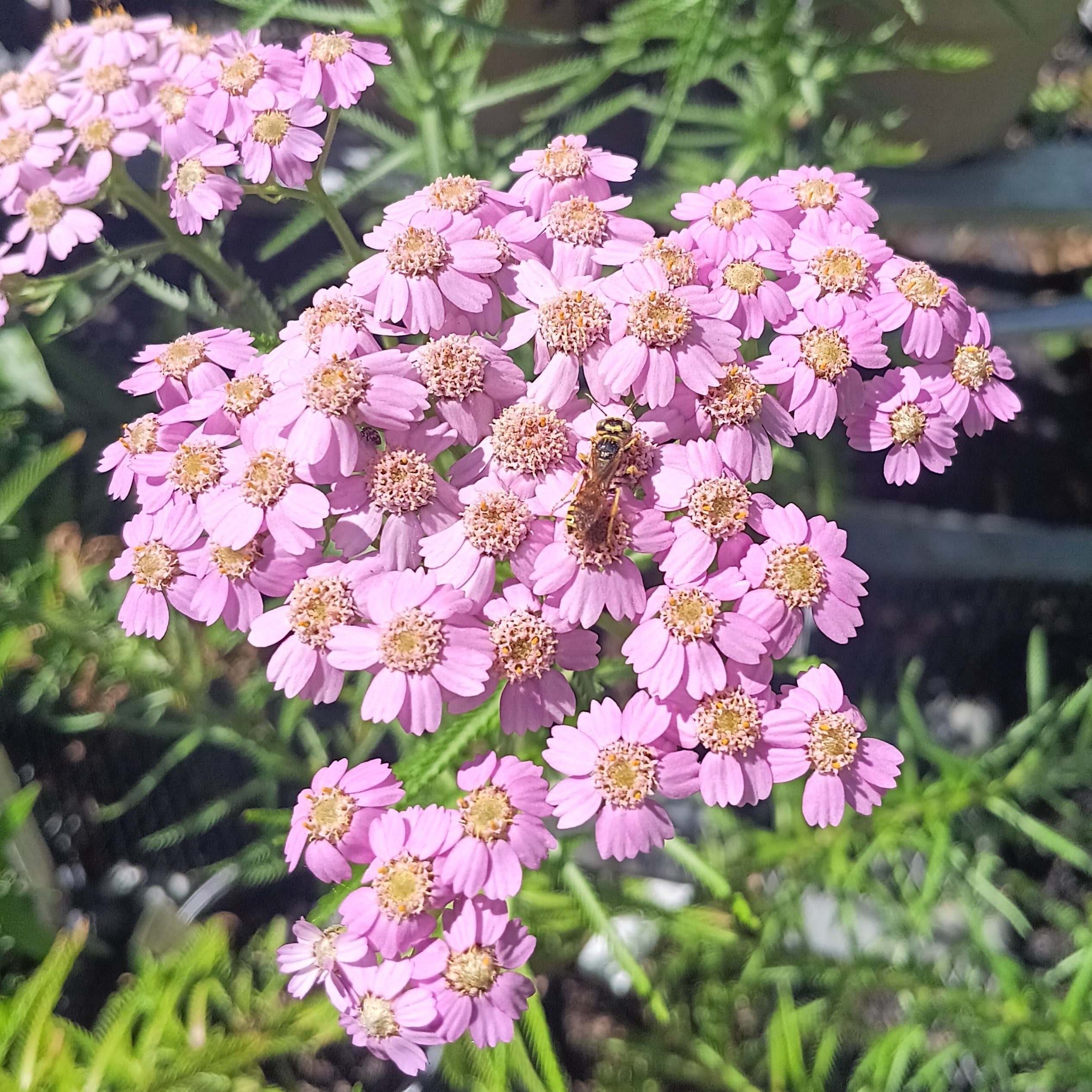 Achillea alpina 'Japanese Lace' - Alpine Yarrow, ノコギリソウ