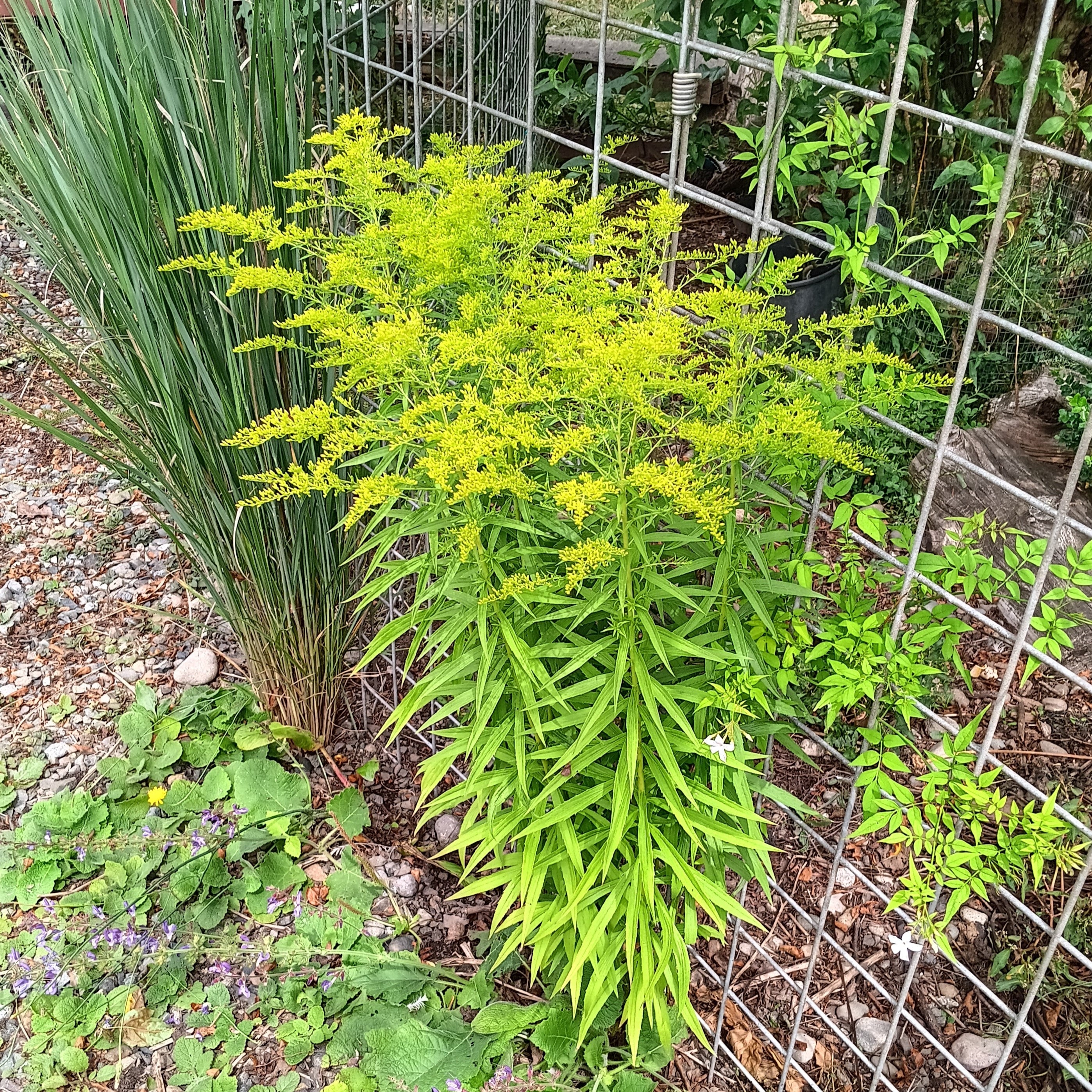 Solidago rugosa 'Loysder Crown' - Wrinkleleaf Goldenrod | Johann's