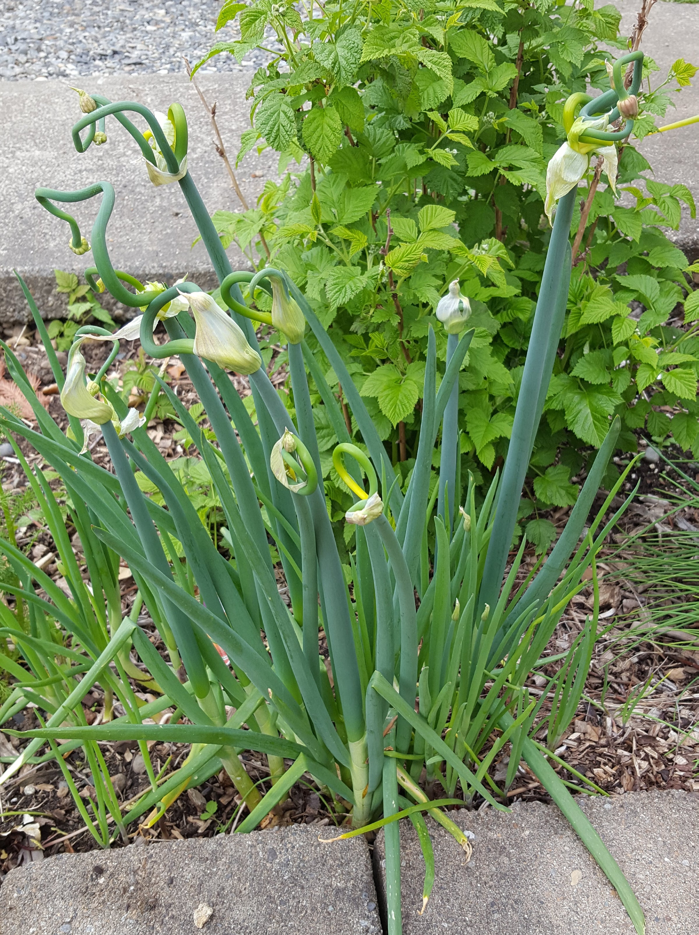 Allium ×proliferum - Walking Onion, Cebollas Egipcias | Johann's