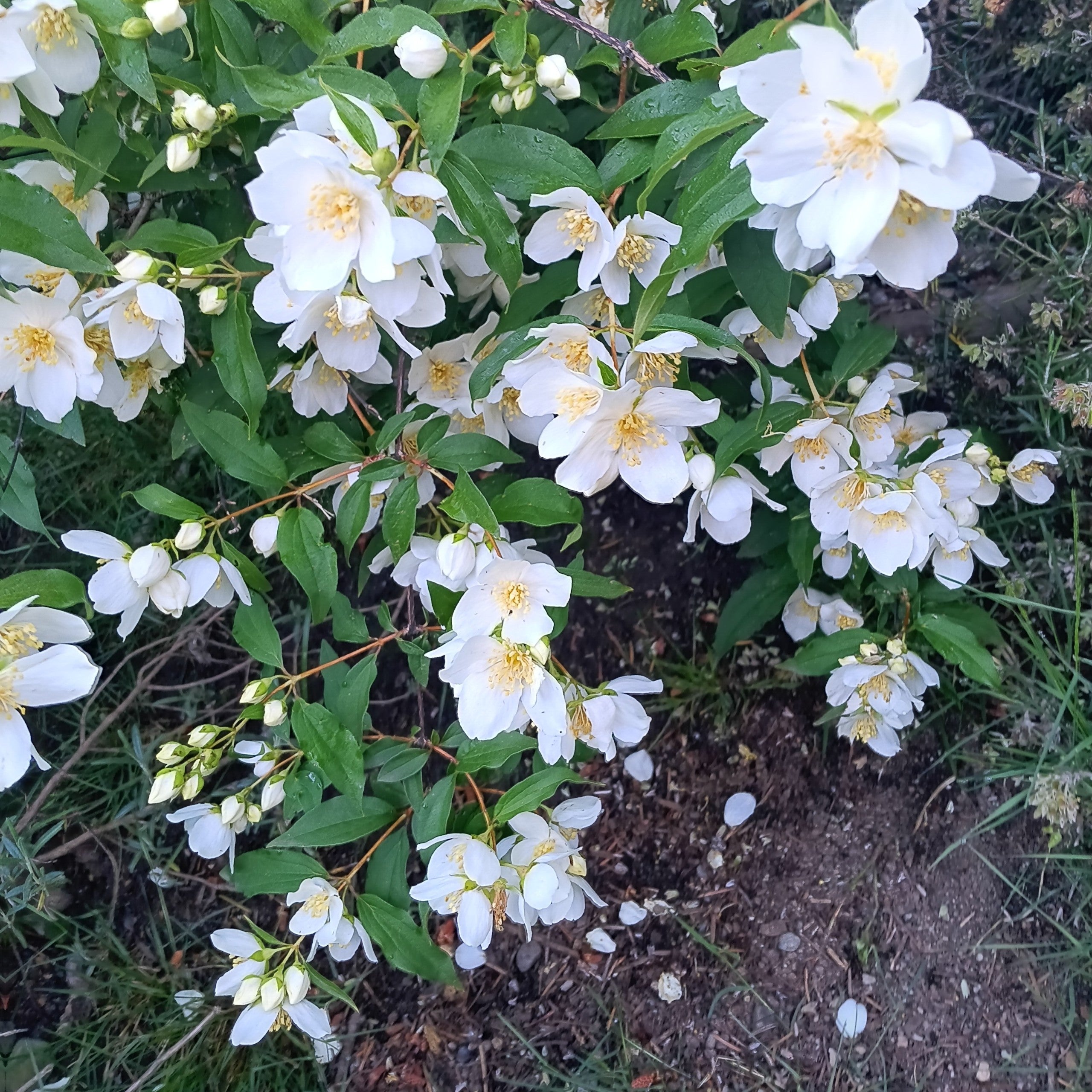 Philadelphus lewisii 'Blizzard' - Lewis' Mock Orange | Johann's