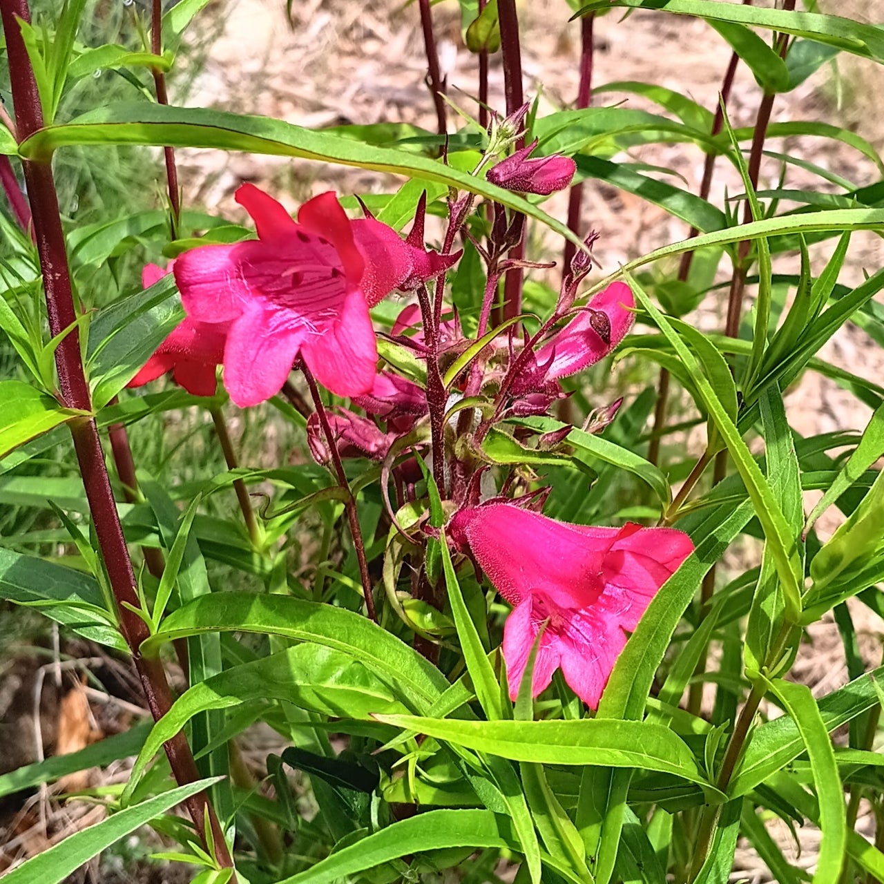 Shop All Plants & Supplies | Johann's Garden - A Specialty Plant