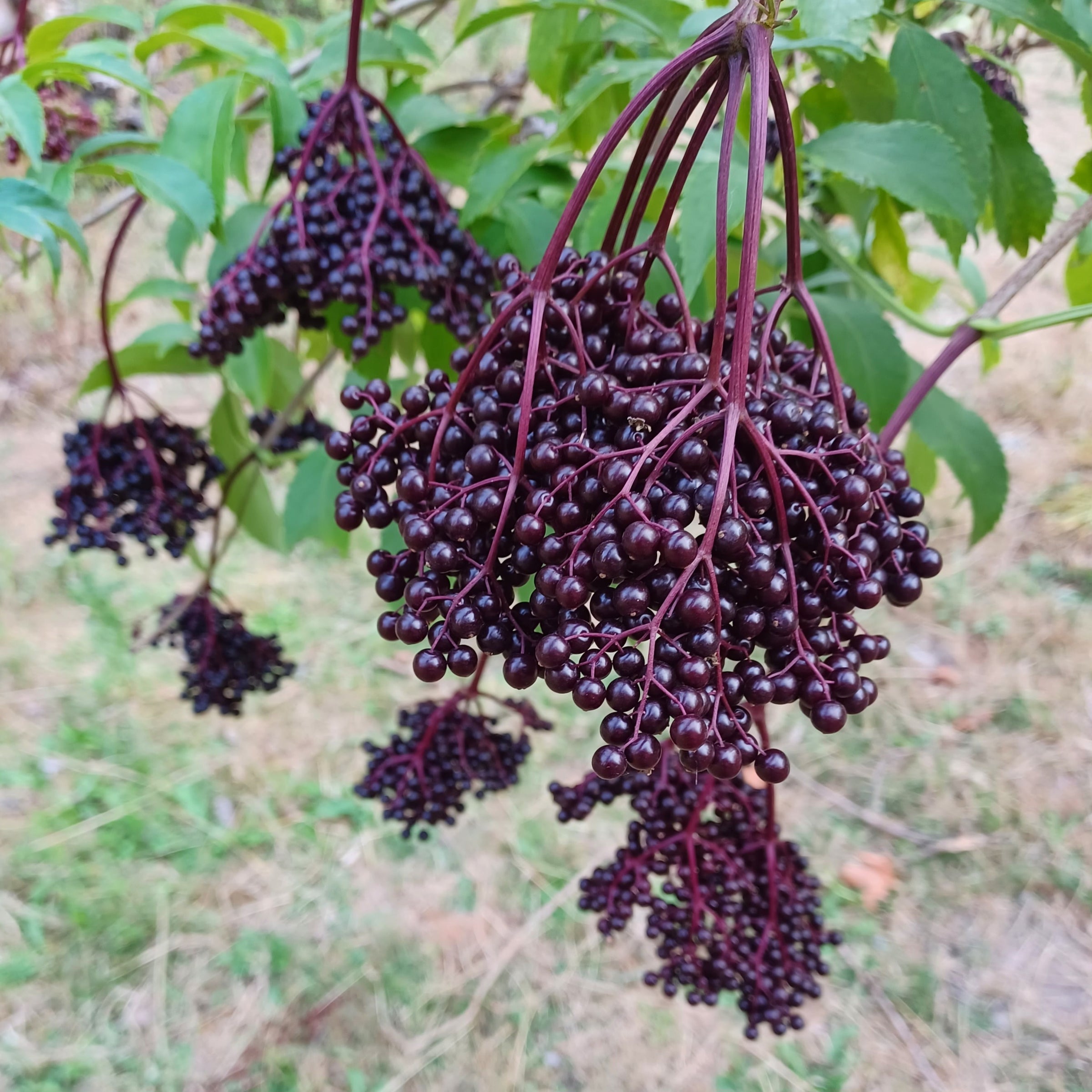 Sambucus canadensis 'York'- Black Elderberry, Saco Canadiense | Johann's  Garden - A Specialty Plant Nursery