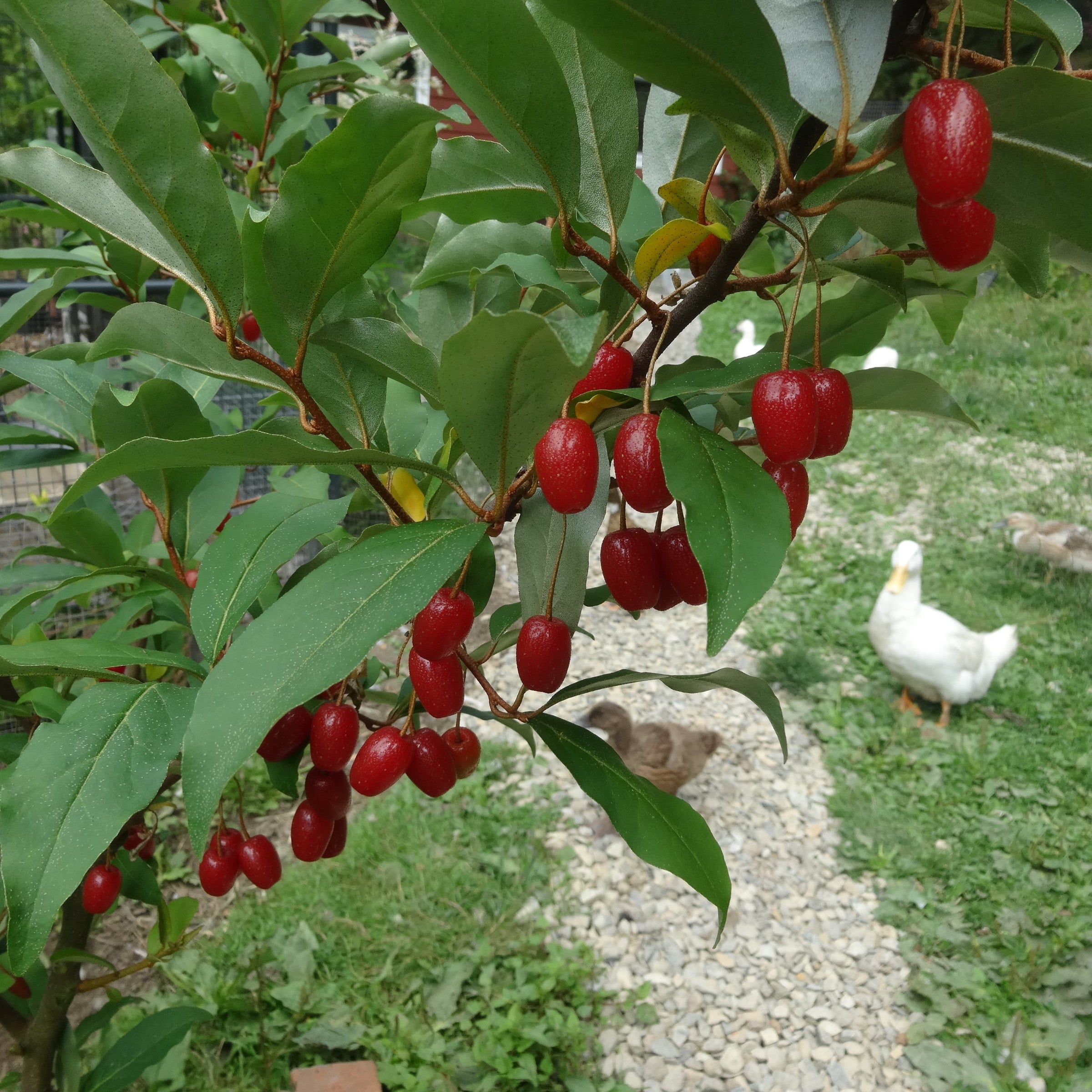 Elaeagnus multiflora 'Carmine' - Goumi Berry, ビックリグミ, 뜰