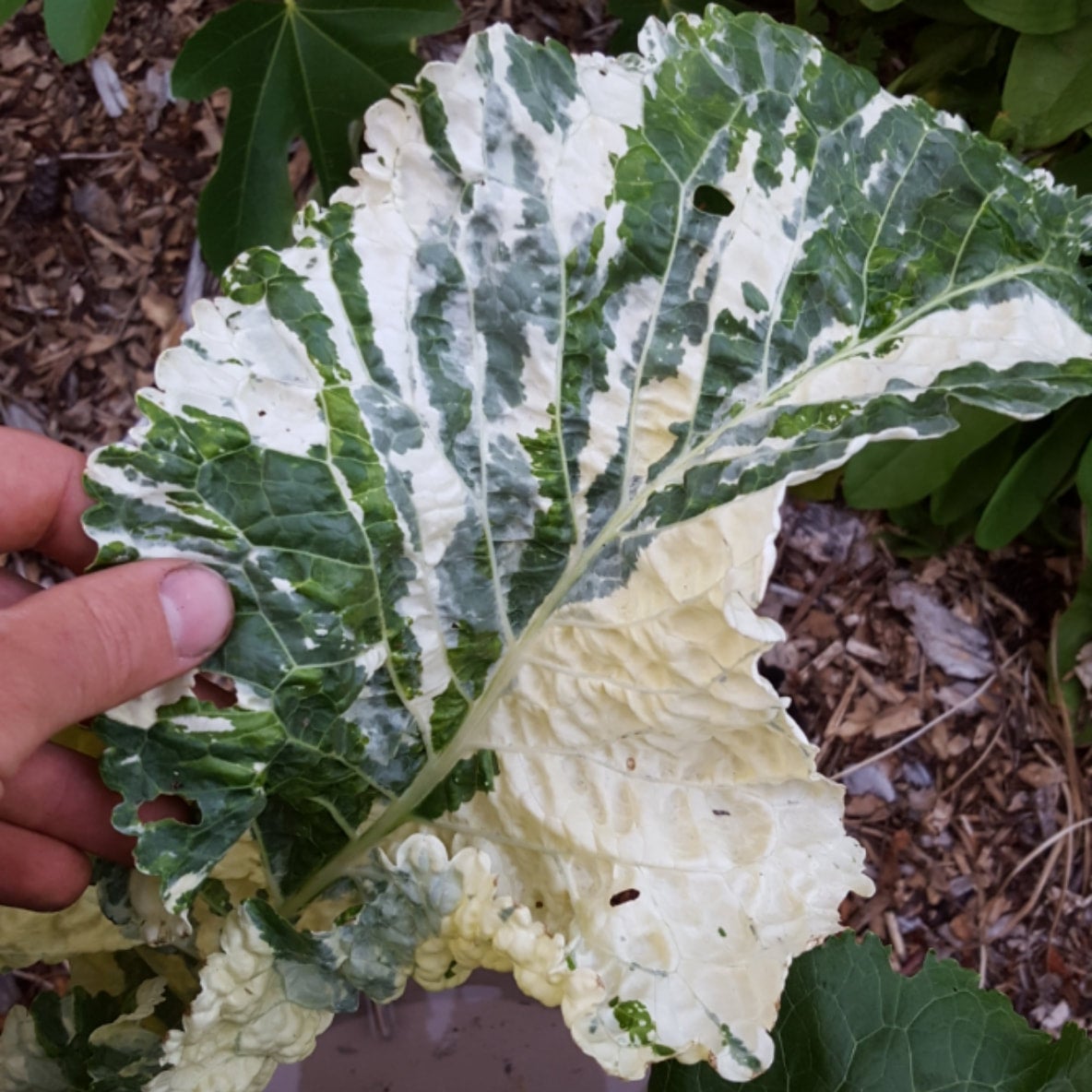 Armoracia rusticana 'Variegata' - Variegated Horseradish, Rbano Picante  Abigarrado | Johann's Garden - A Specialty Plant Nursery