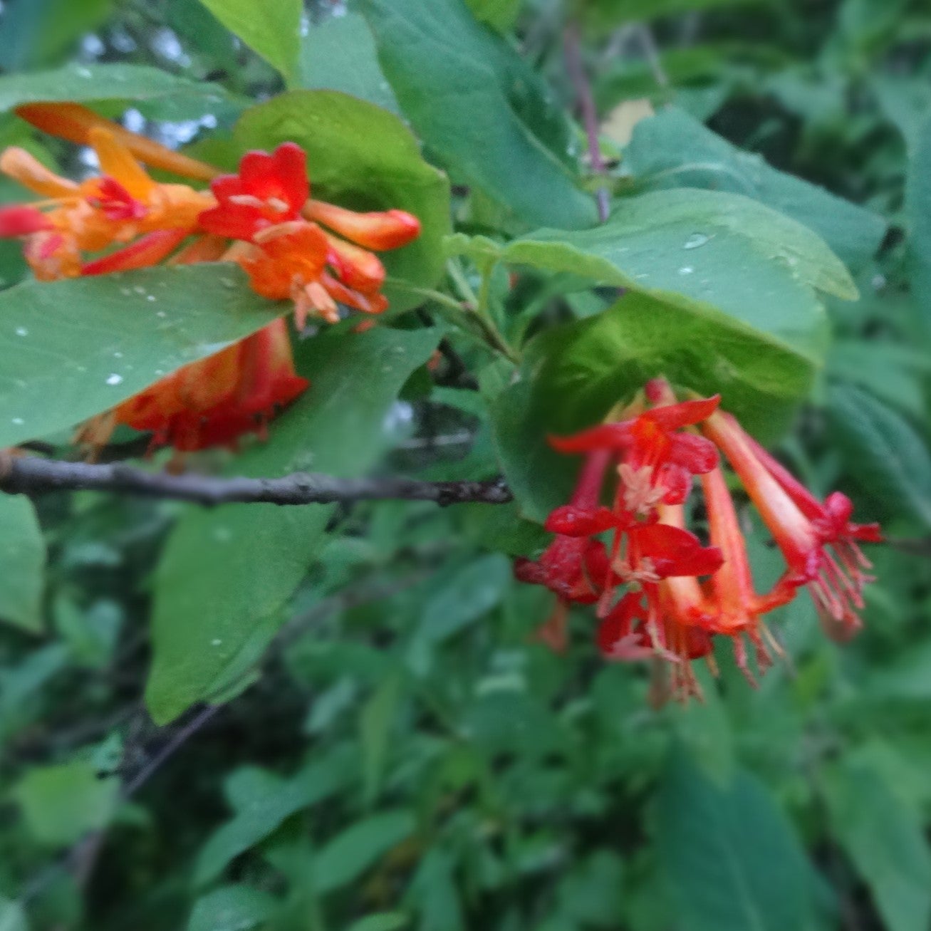 Lonicera ciliosa - Western Honeysuckle | Johann's Garden - A Specialty  Plant Nursery