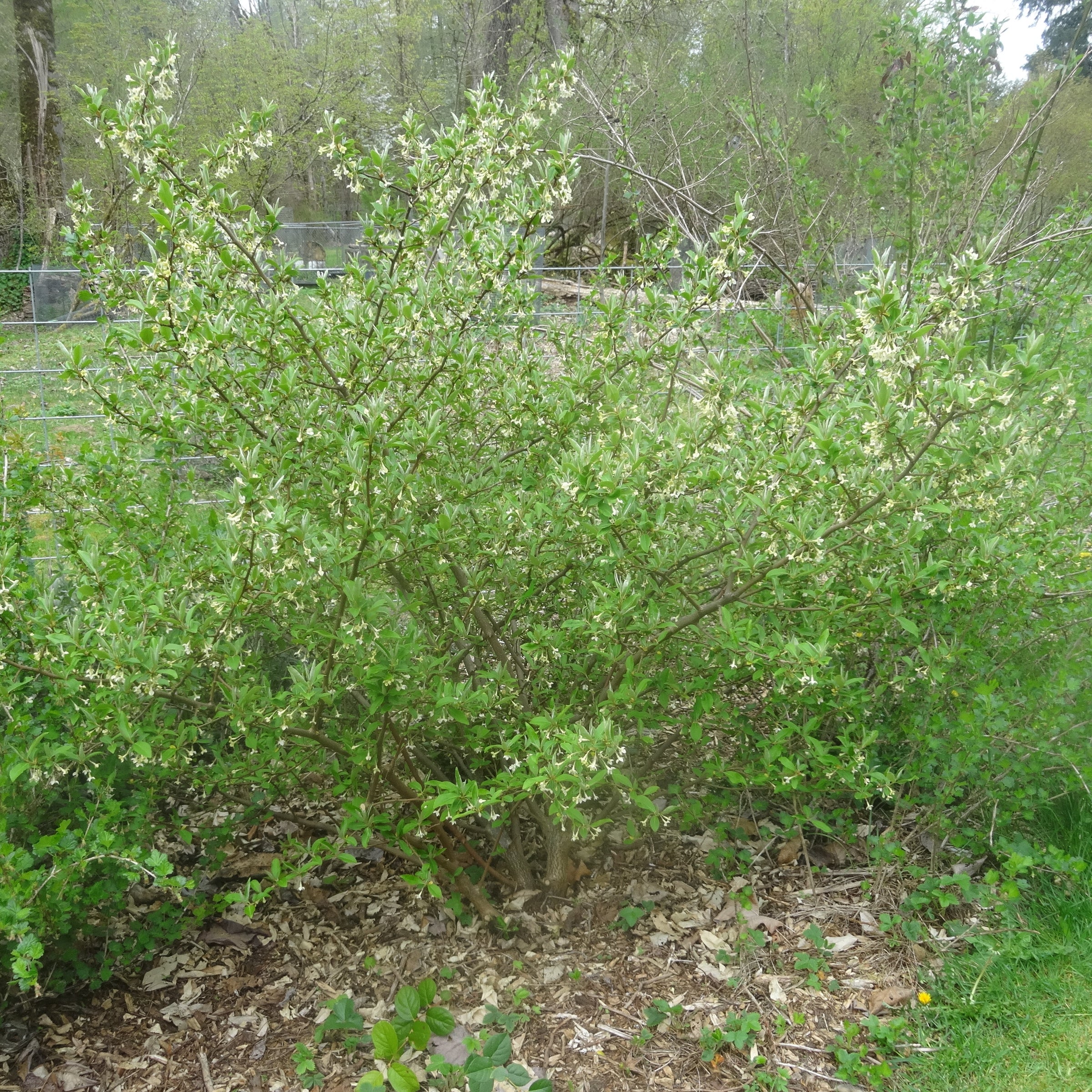 Elaeagnus multiflora 'Pippi' - Goumi Berry, ビックリグミ, 뜰보리수