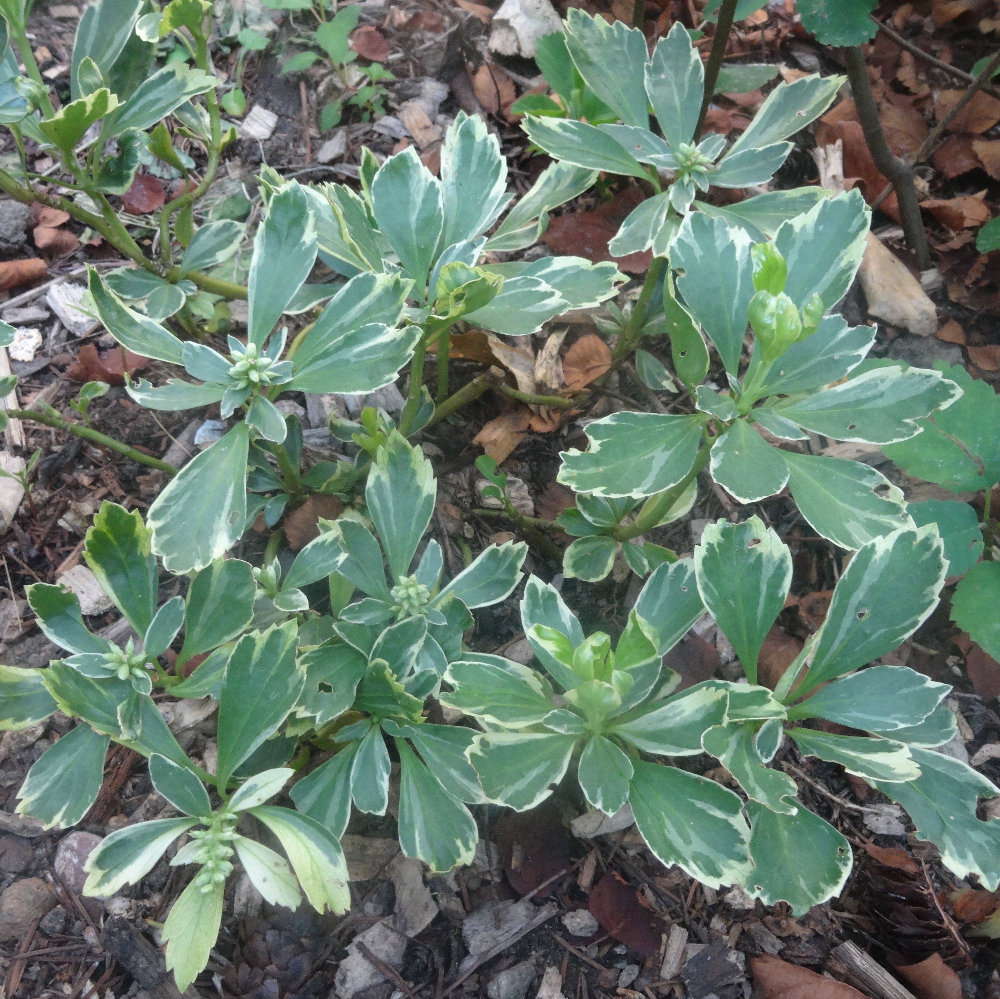 Pachysandra terminalis 'Silver Edge' - Variegated Japanese Spurge
