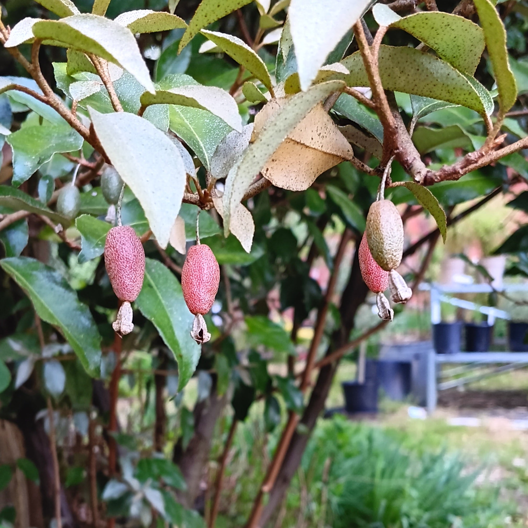Elaeagnus glabra 'Fruitlandii' - Fruitland Silverberry, 蔓胡颓子