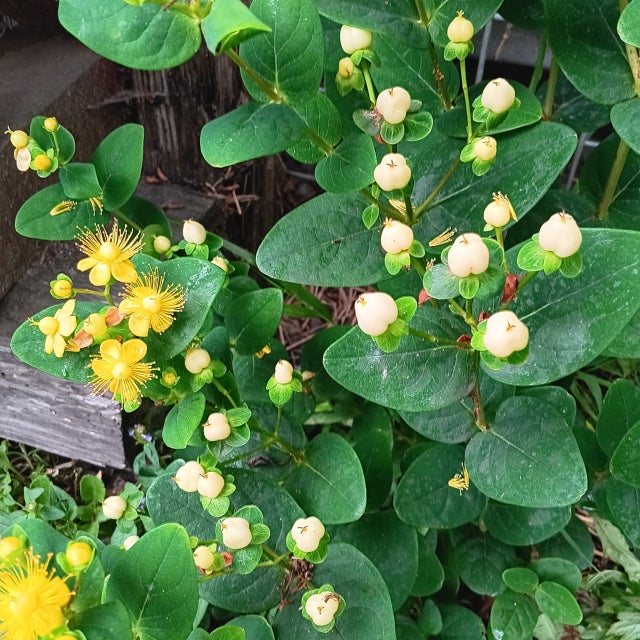 Shop All Plants & Supplies | Johann's Garden - A Specialty Plant