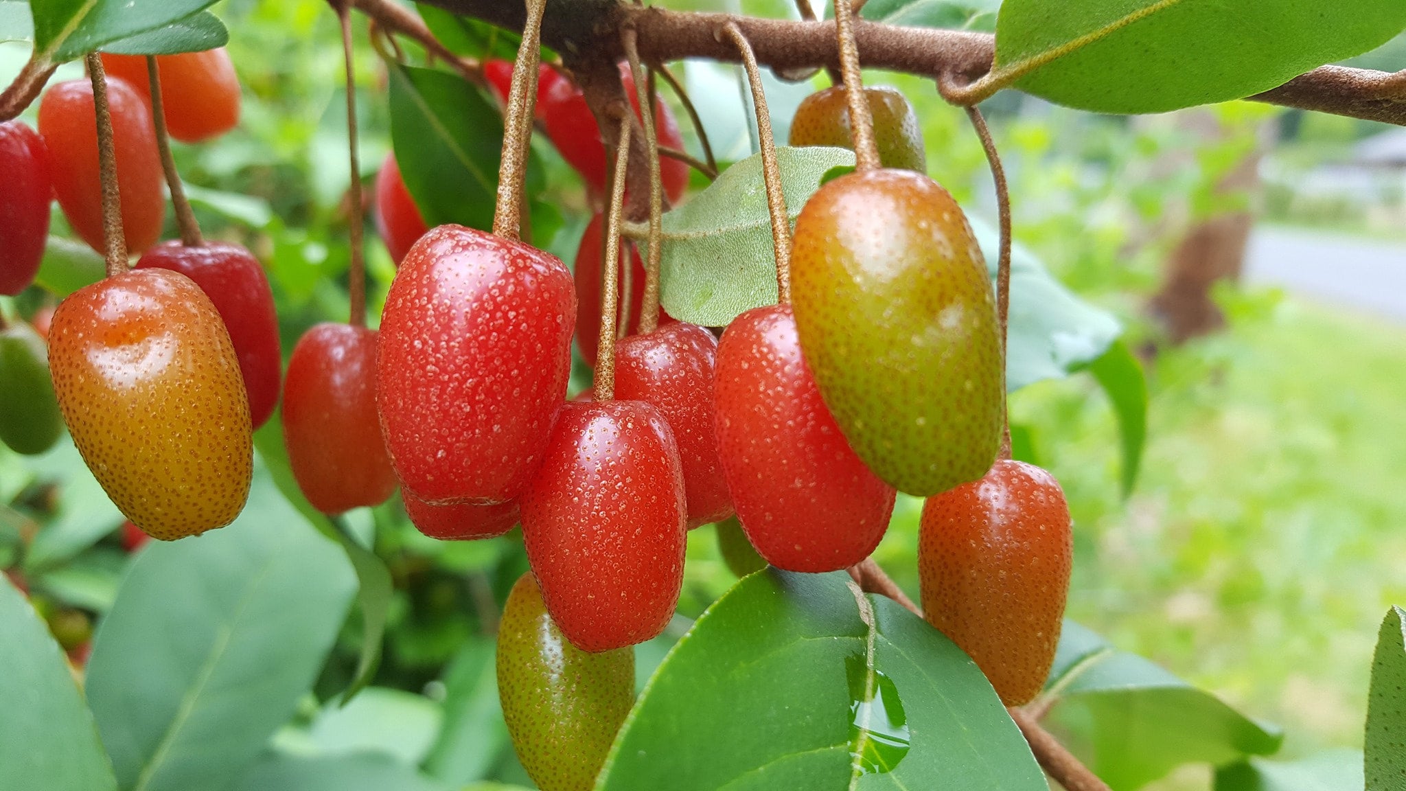 Elaeagnus multiflora 'Pippi' - Goumi Berry, ビックリグミ, 뜰보리수