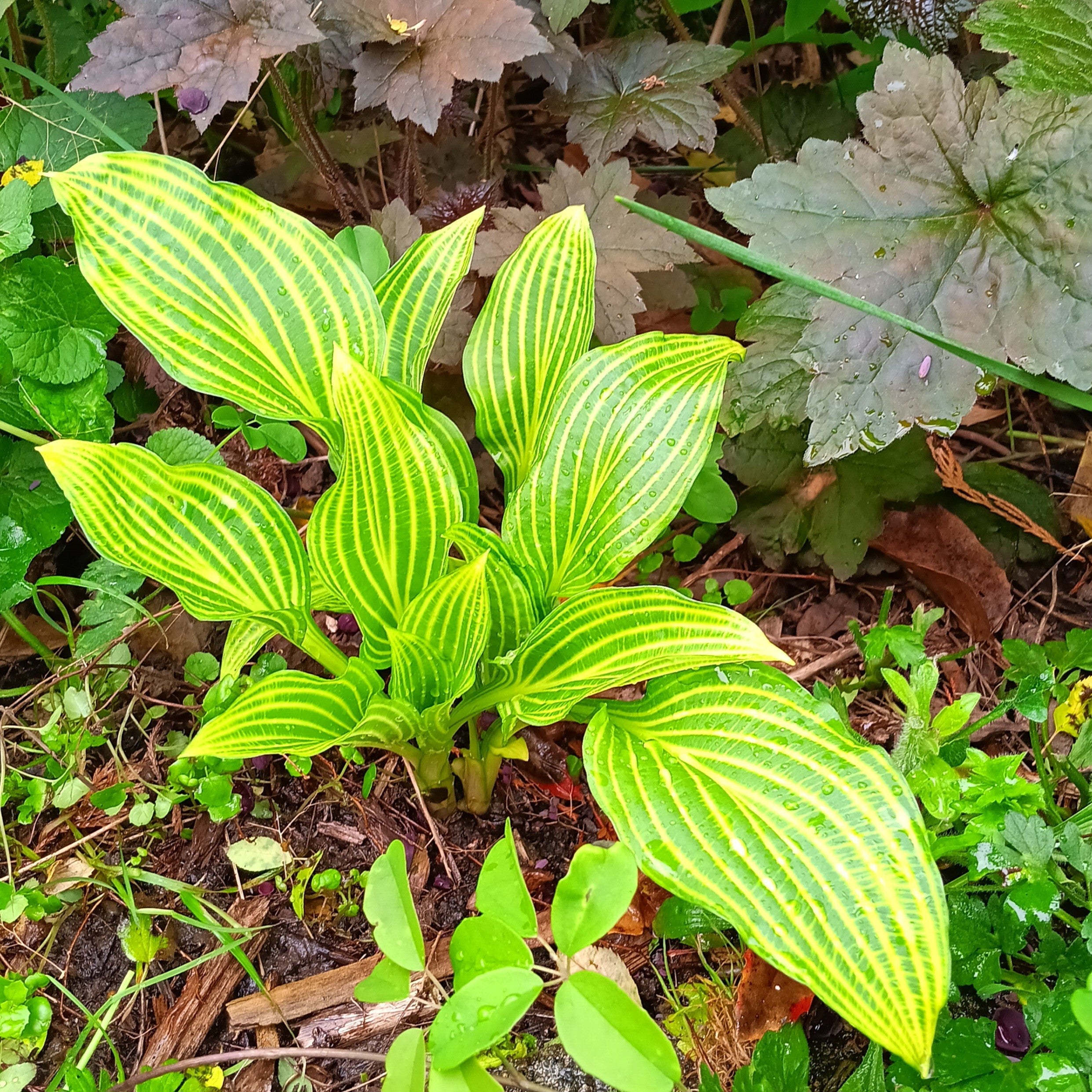 Hosta sieboldii 'Mito-No-Hana' - 