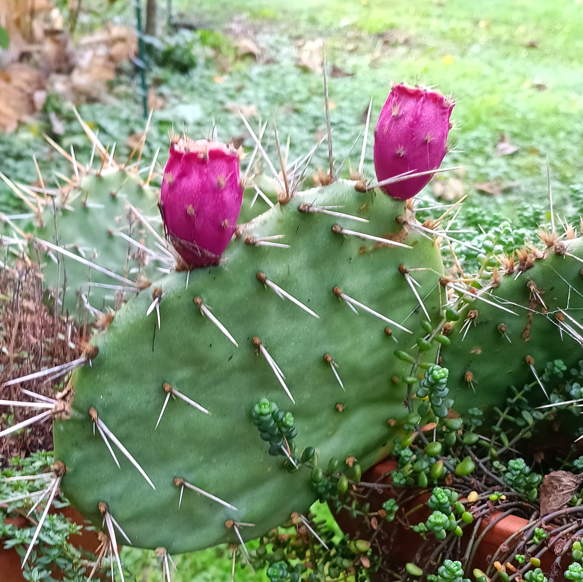 opuntia San Juan Co., NM, USA オプンチア サボテン - メルカリ