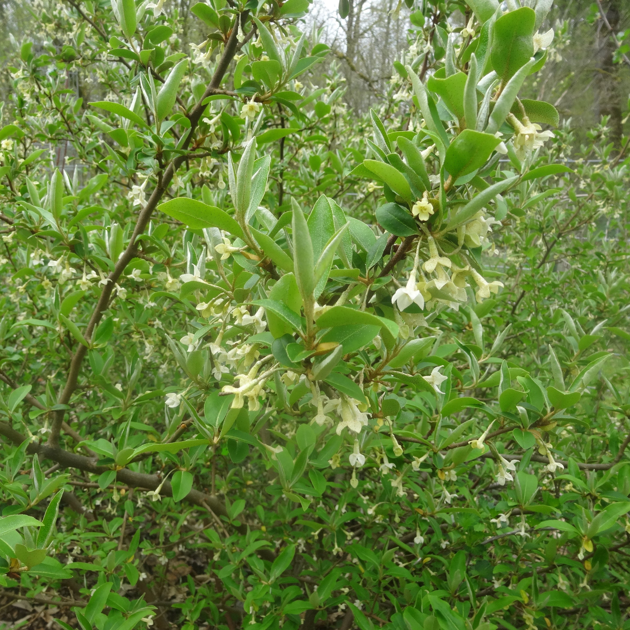 Elaeagnus multiflora 'Pippi' - Goumi Berry, ビックリグミ, 뜰보리수