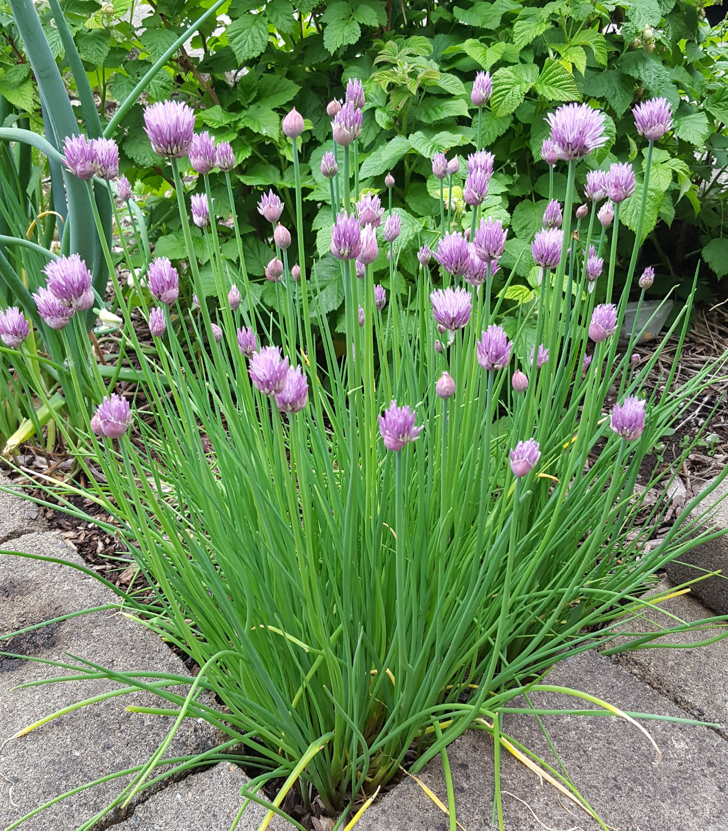 Ciboulette - Allium schoenoprasum - Civette - le Jardin de Rodolphe