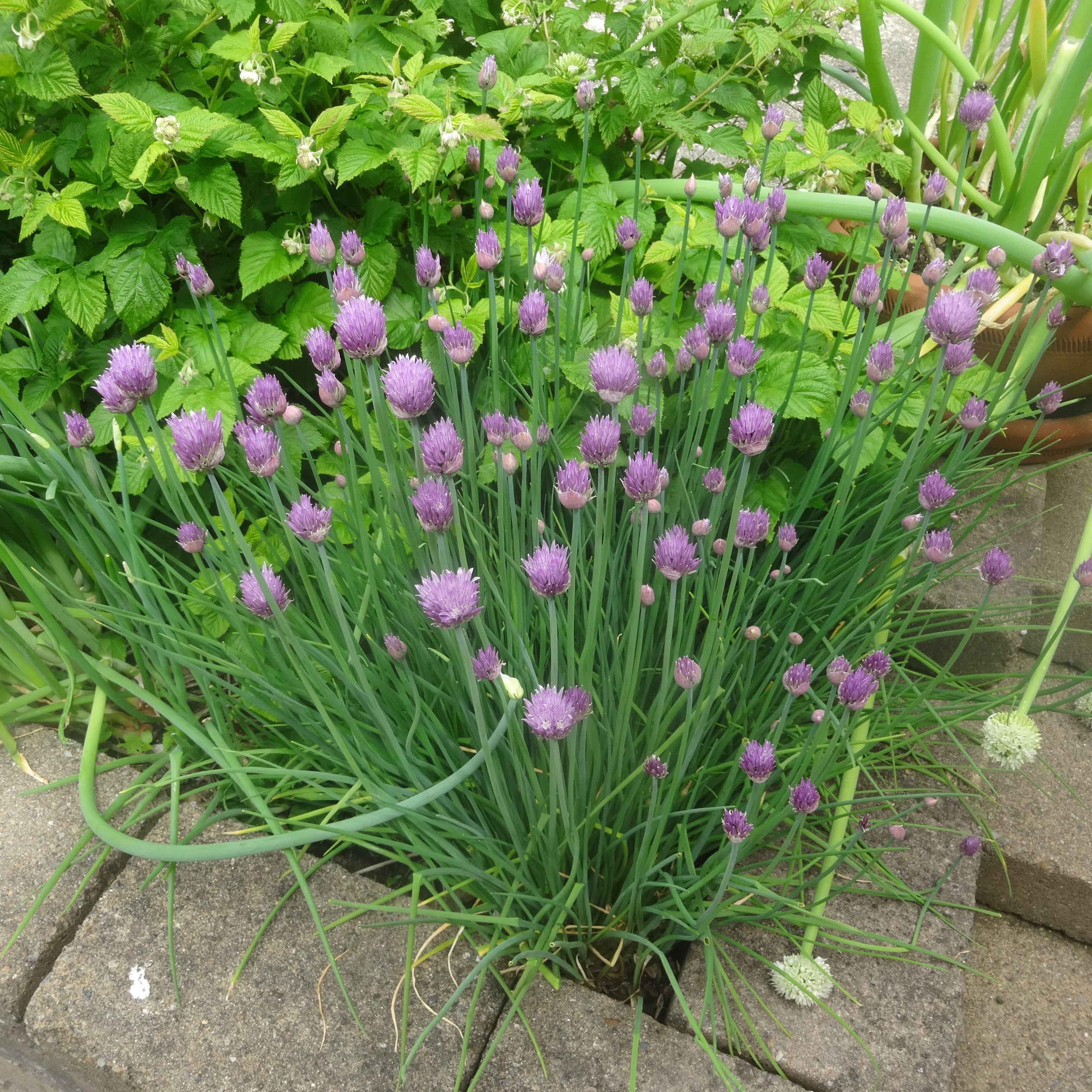 Ciboulette - Allium schoenoprasum - Civette - le Jardin de Rodolphe