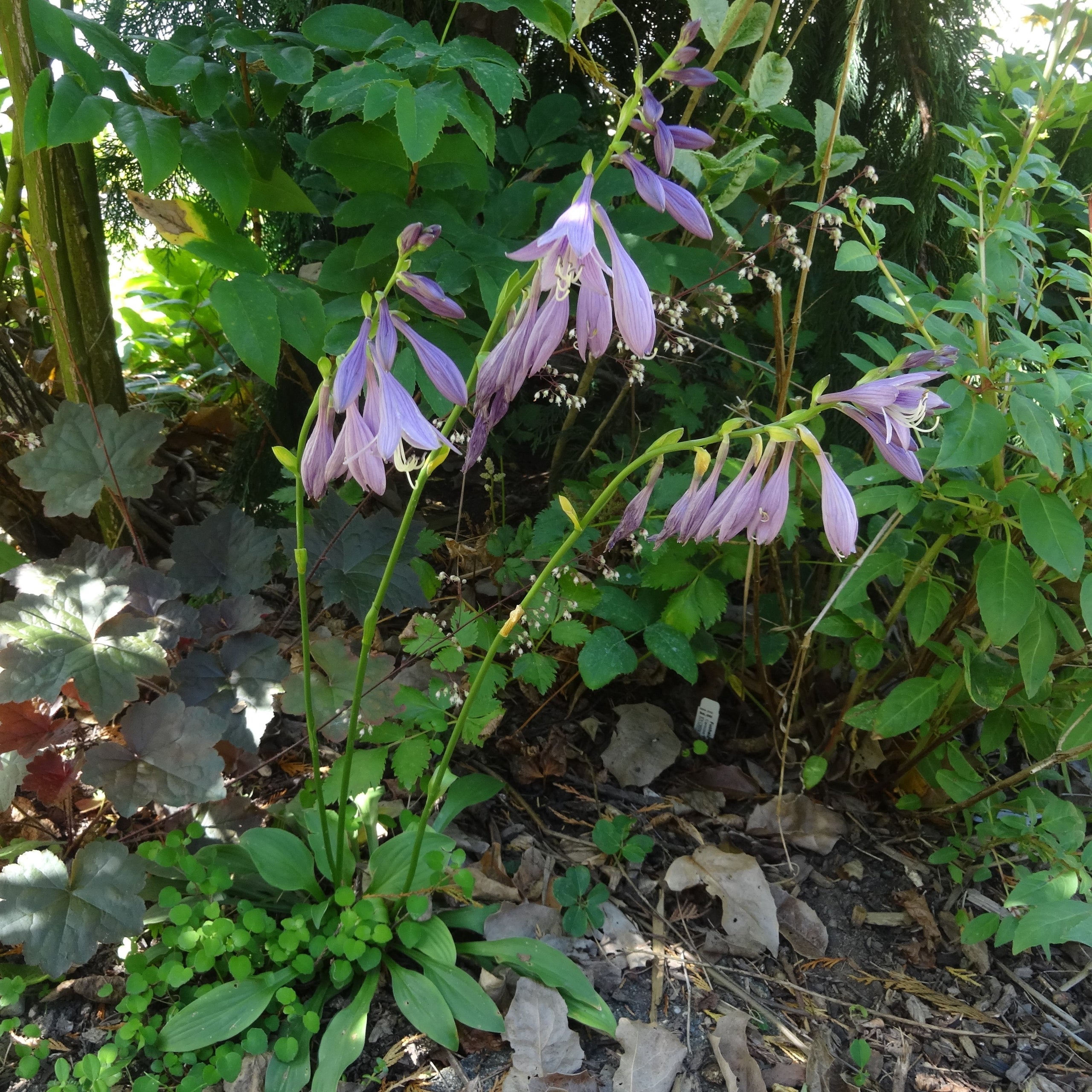 Hosta × 'MitoNoHana' "Flower of Mito" Plantain Lily ギボウシ「水戸の華
