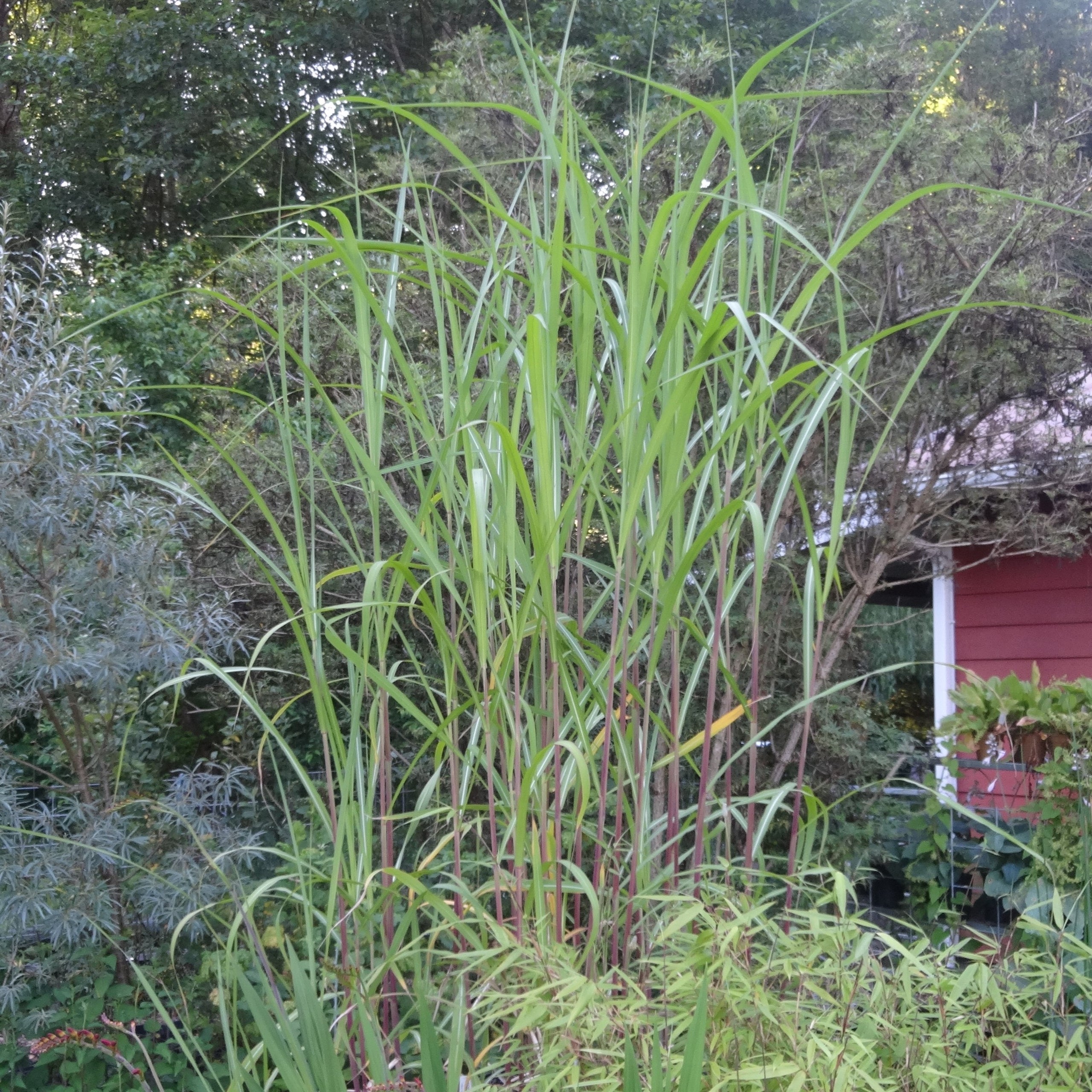 Miscanthus Giganteus Giant Miscanthus Johann S Garden A